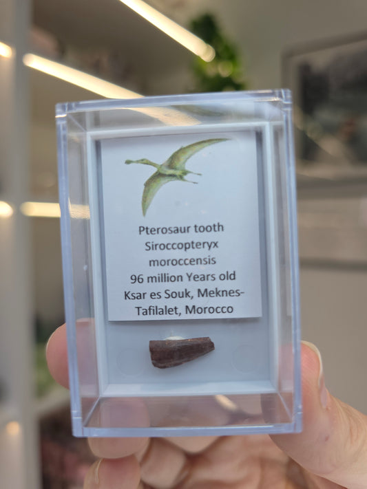 Pterosaur Teeth (A)