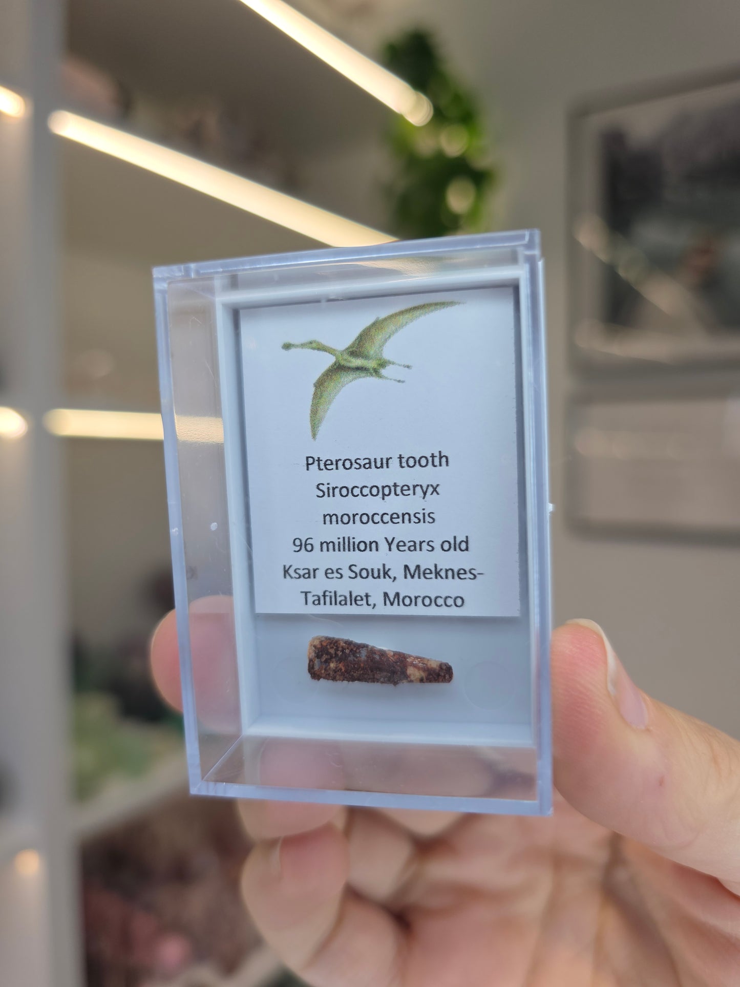 Pterosaur Teeth (B)