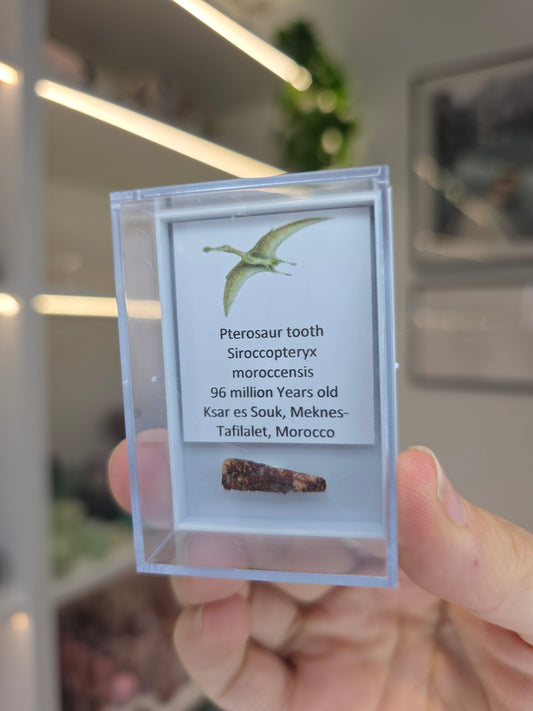 Pterosaur Teeth (B)
