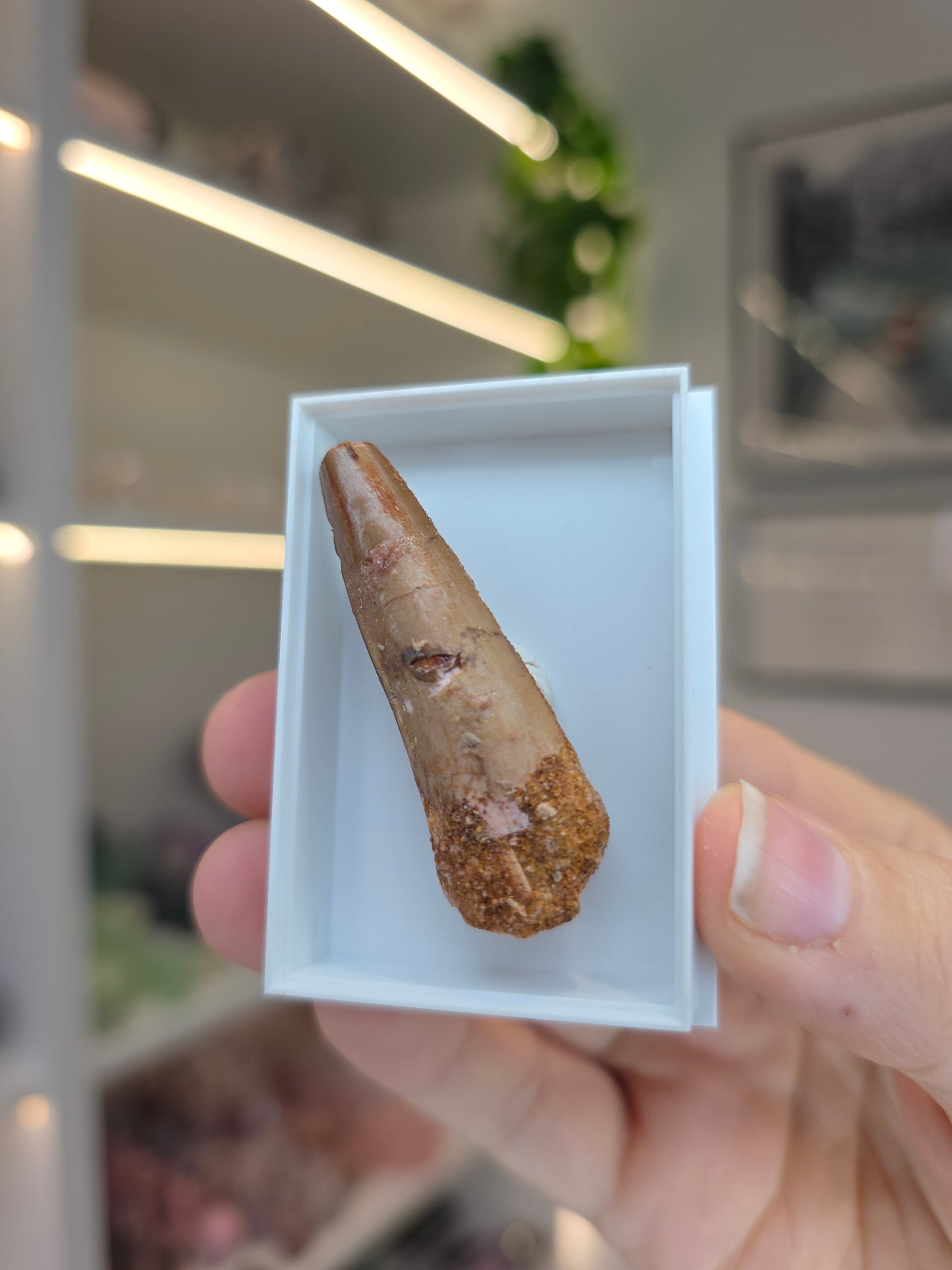 Spinosaurus Teeth (D)
