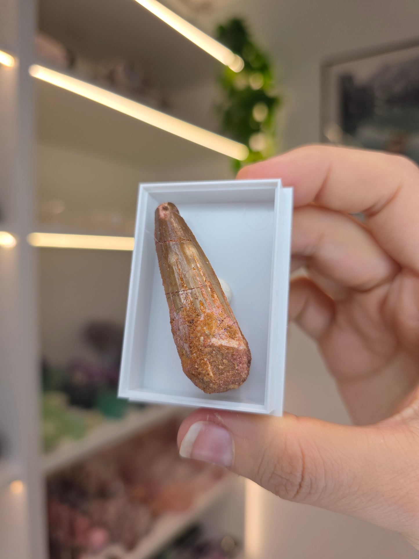Spinosaurus Teeth (E)
