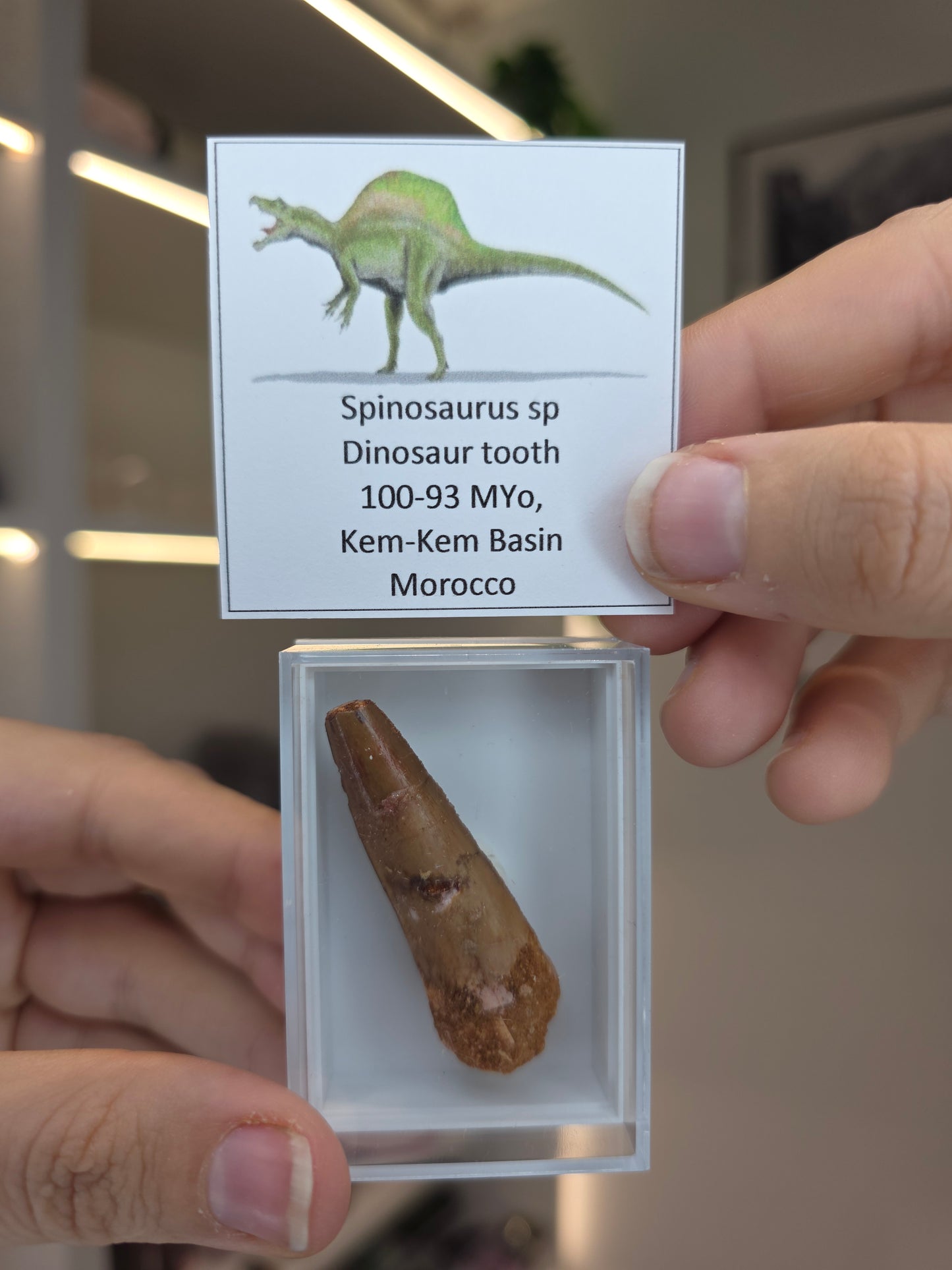 Spinosaurus Teeth (D)