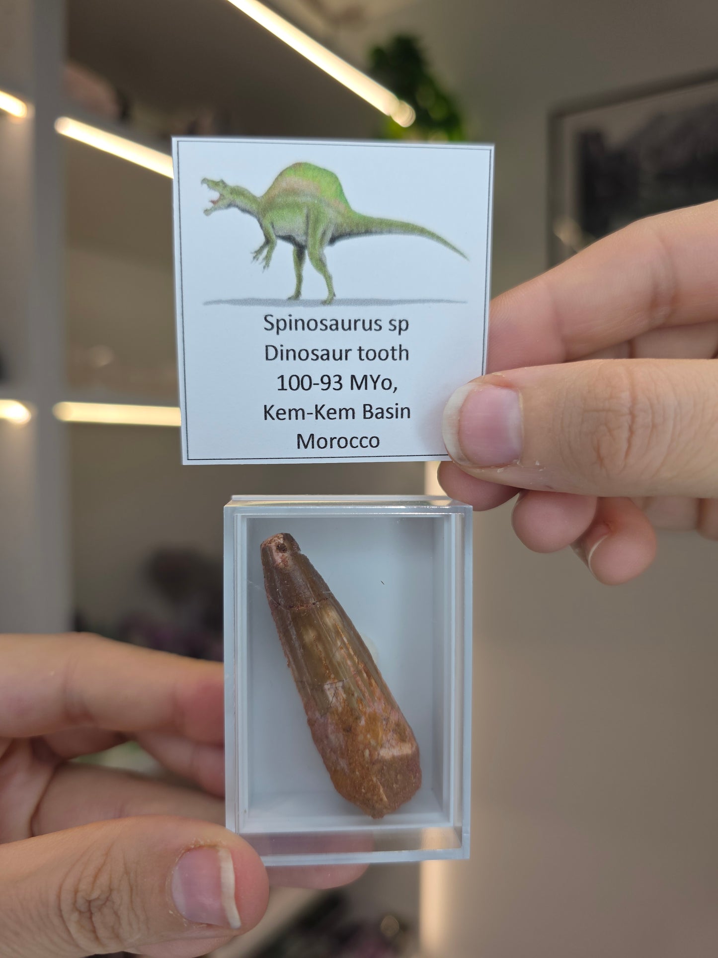 Spinosaurus Teeth (E)