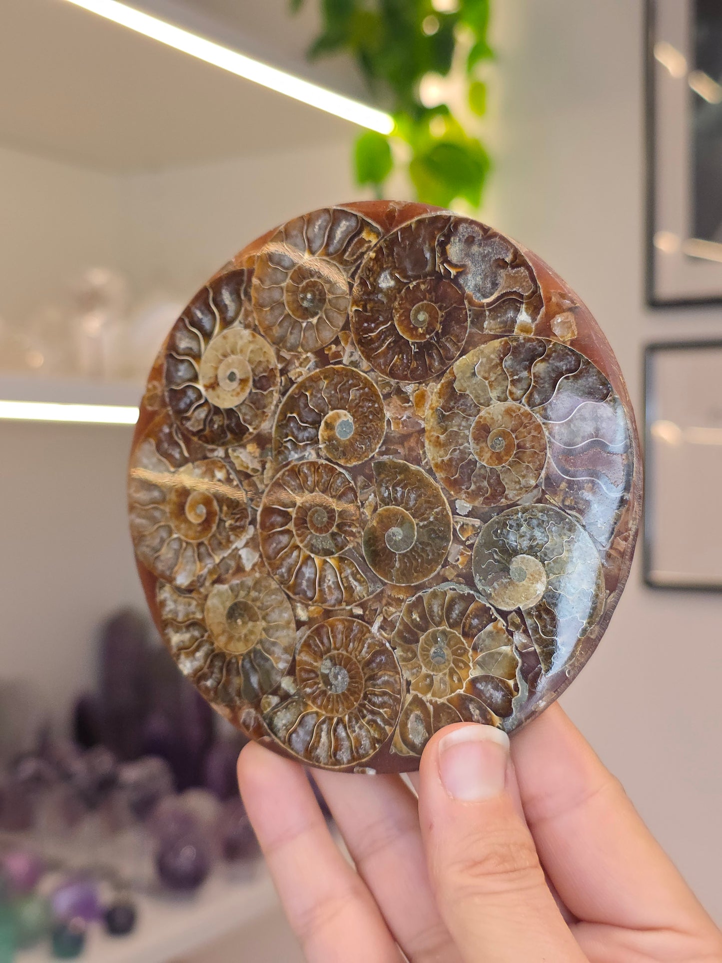 Ammonite Plates