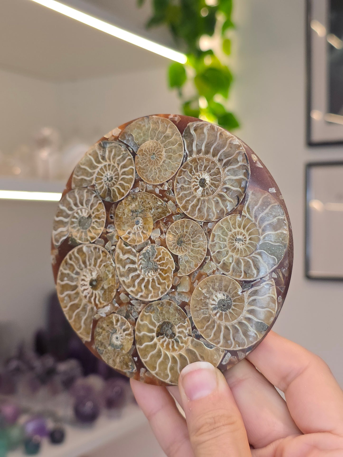 Ammonite Plates