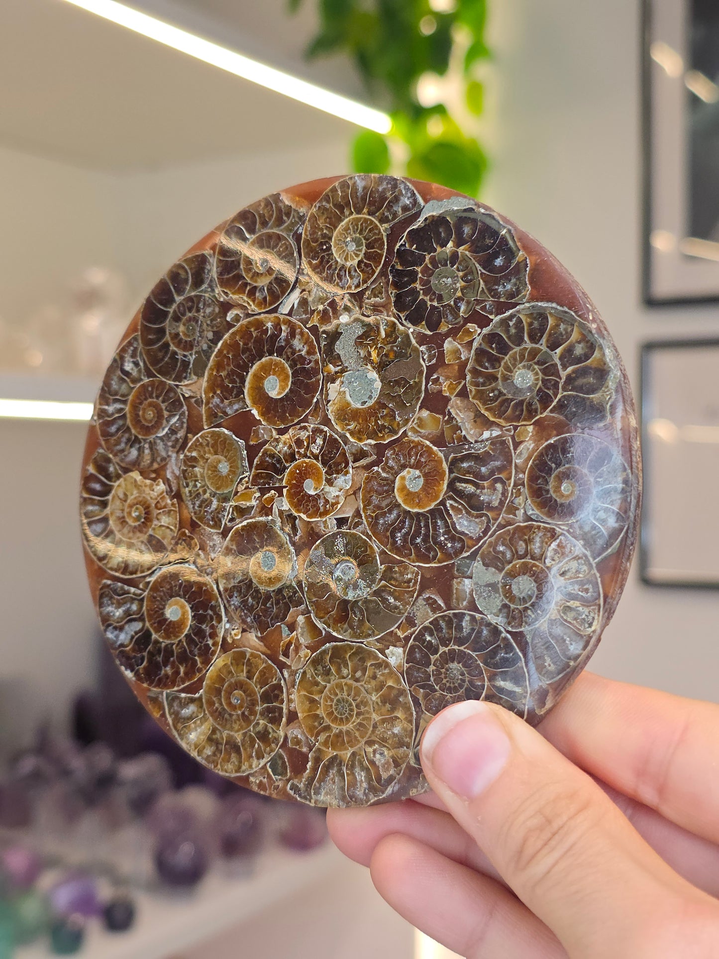 Ammonite Plates