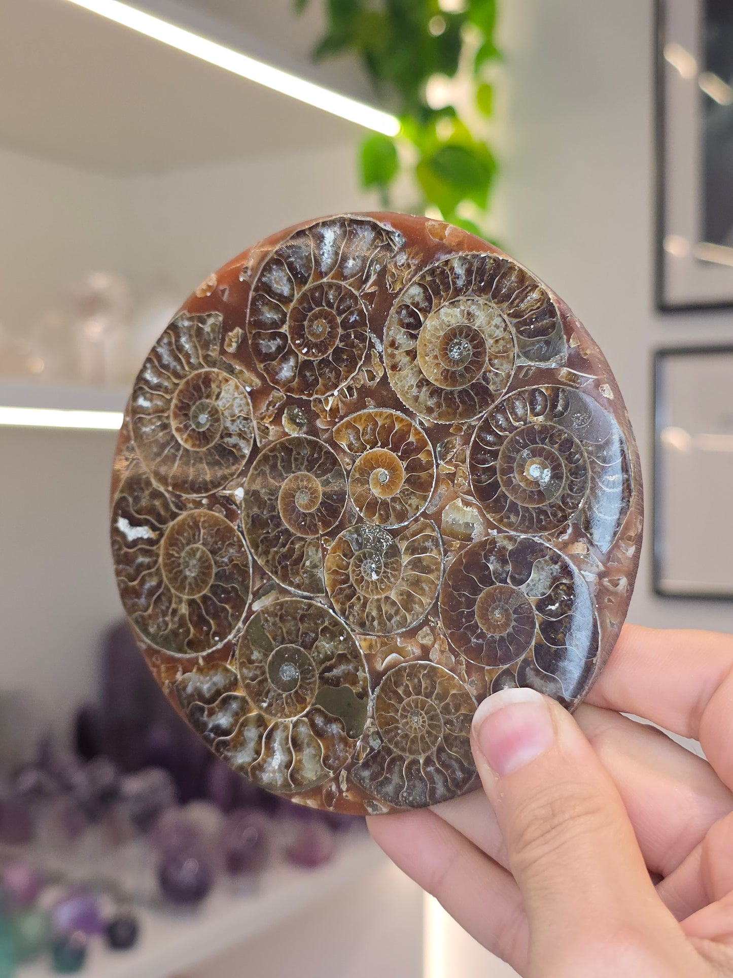 Ammonite Plates