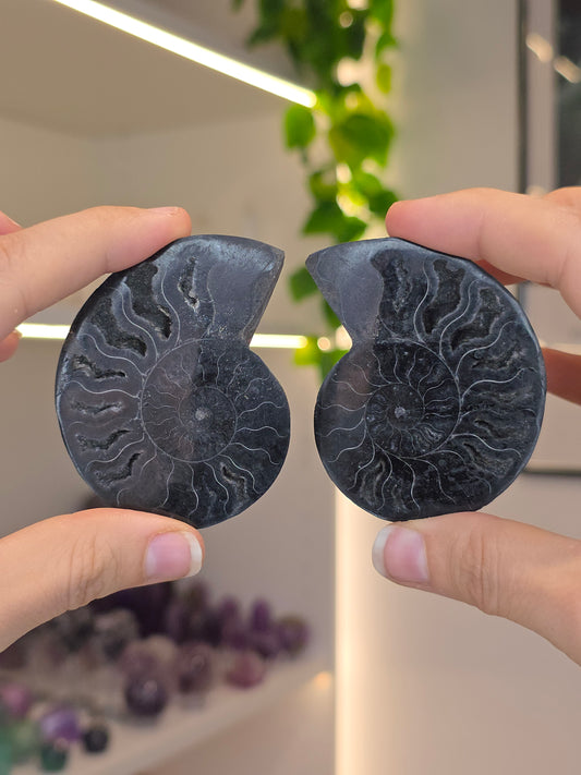 Ammonite Pairs