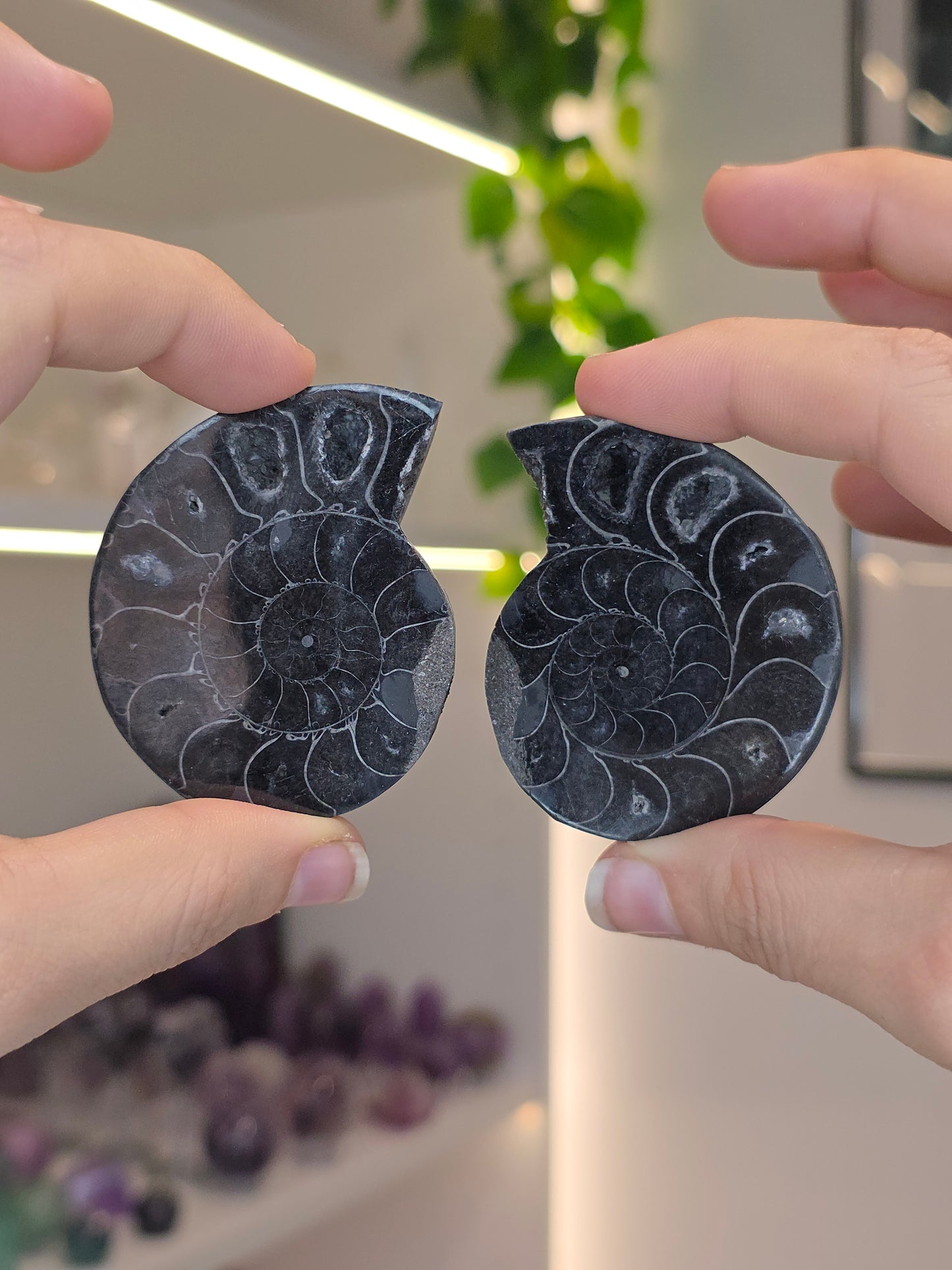 Ammonite Pairs