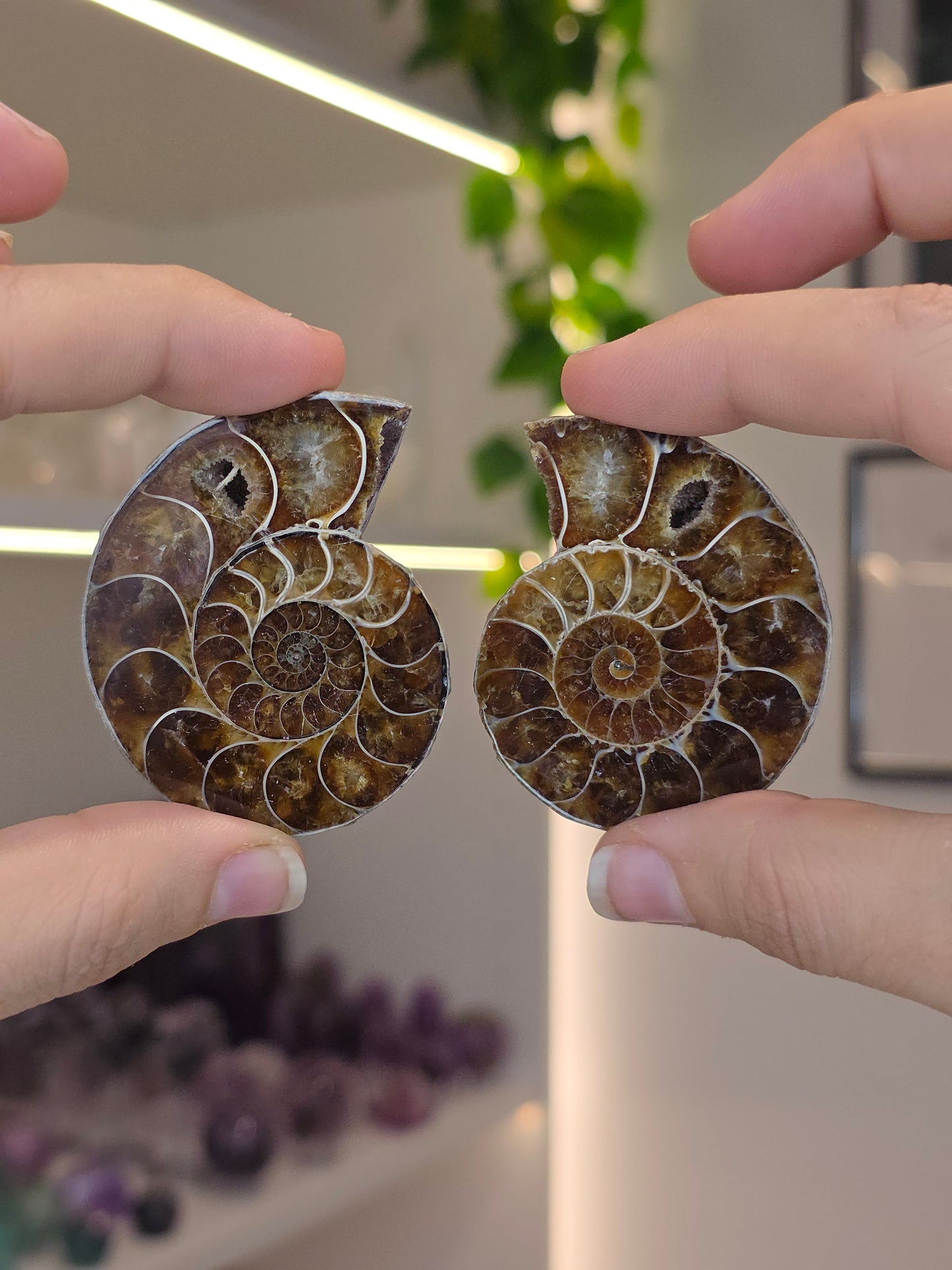 Ammonite Pairs