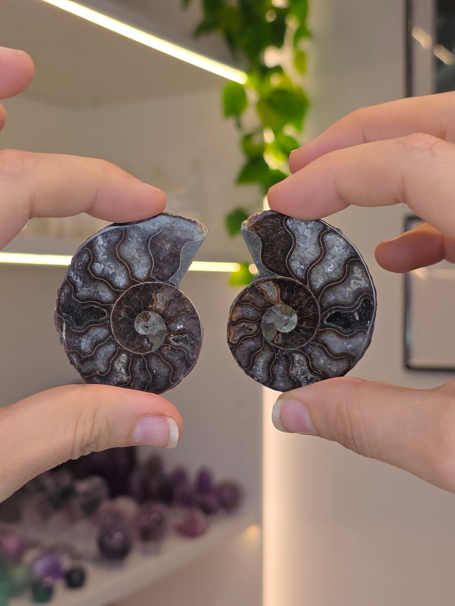 Ammonite Pairs