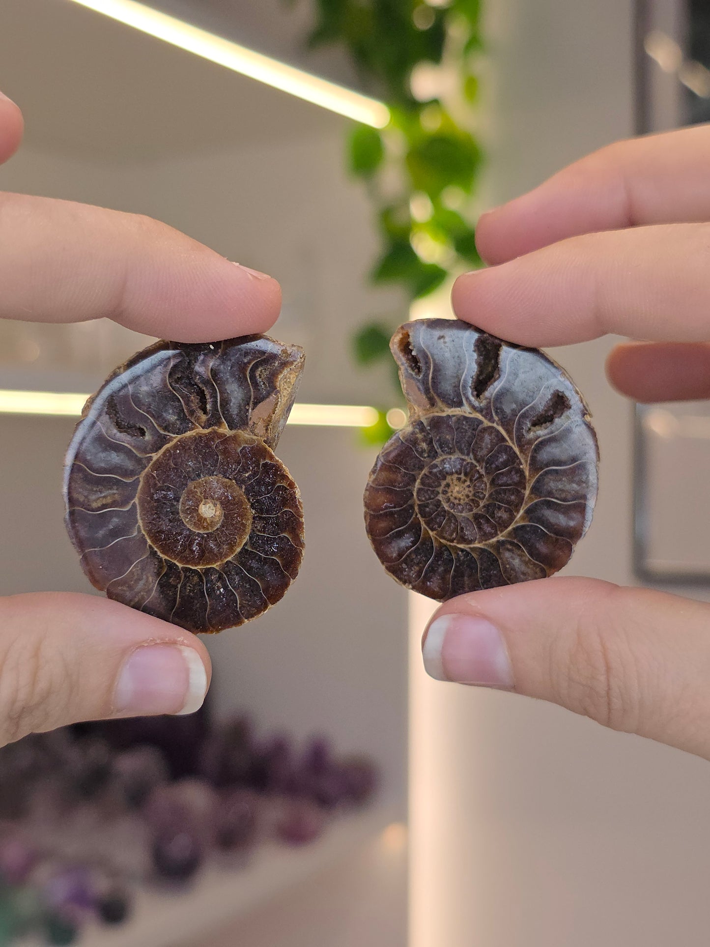 Ammonite Pairs