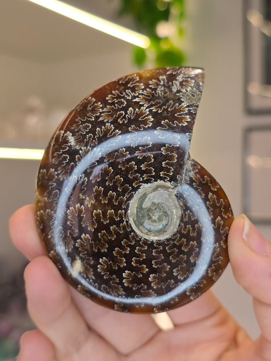 Complete Moroccan Ammonite (B)