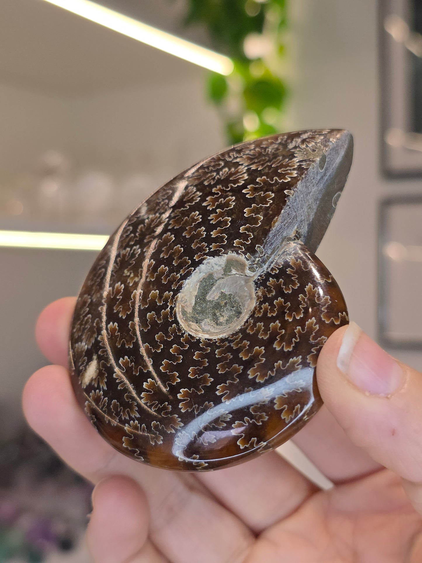 Complete Moroccan Ammonite (B)