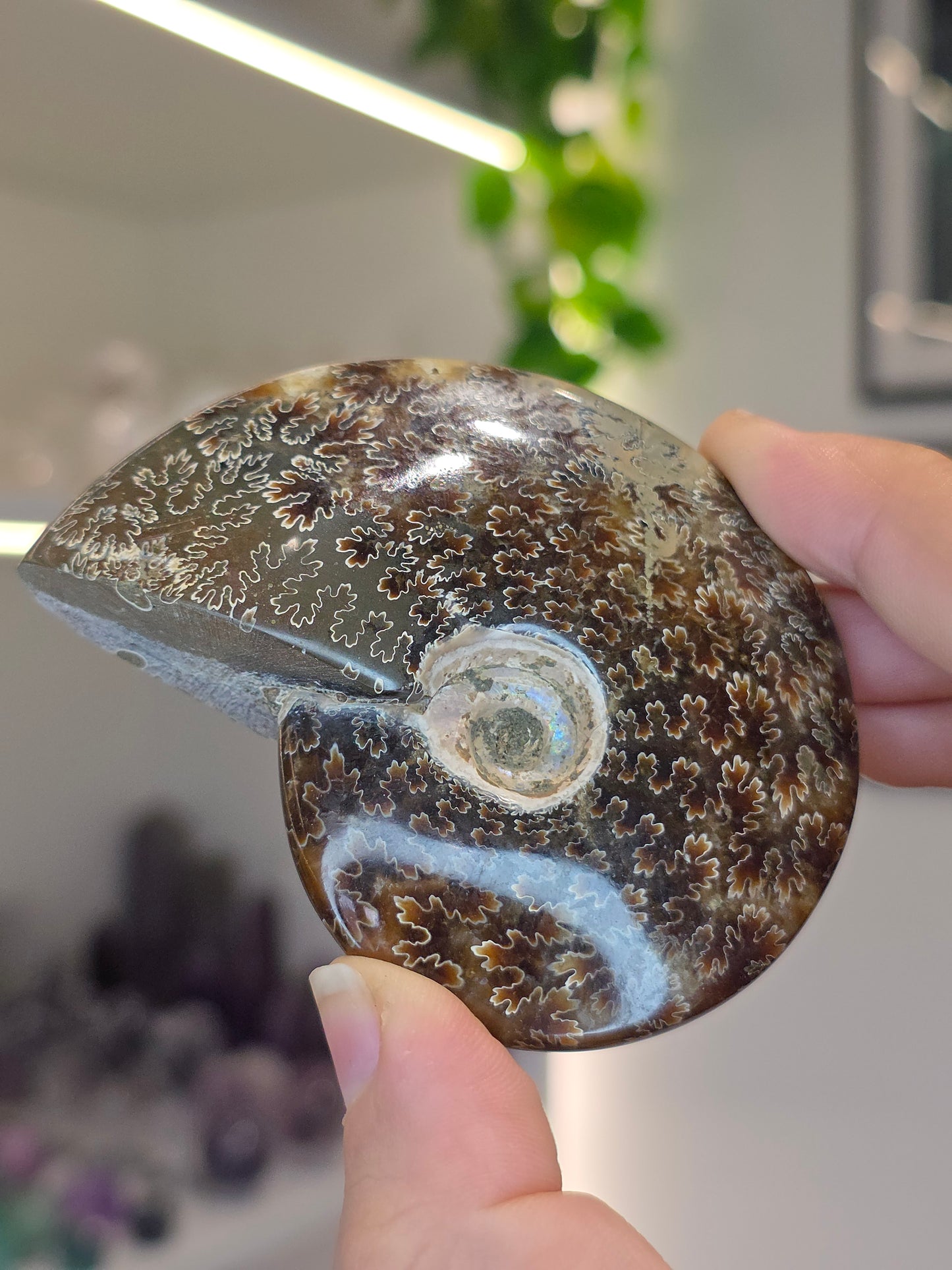 Complete Moroccan Ammonite (B)