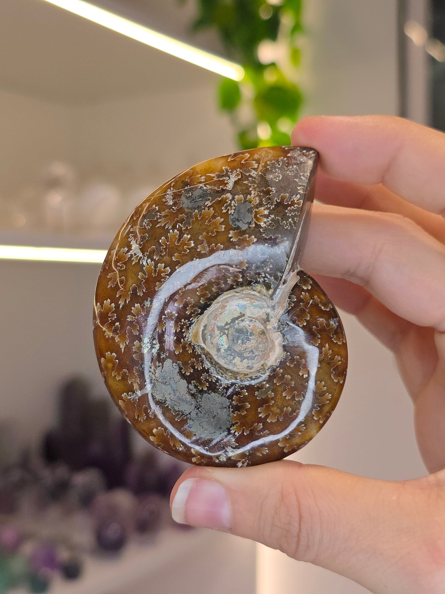 Special Complete Moroccan Ammonite with Pyrite Inclusion (C)