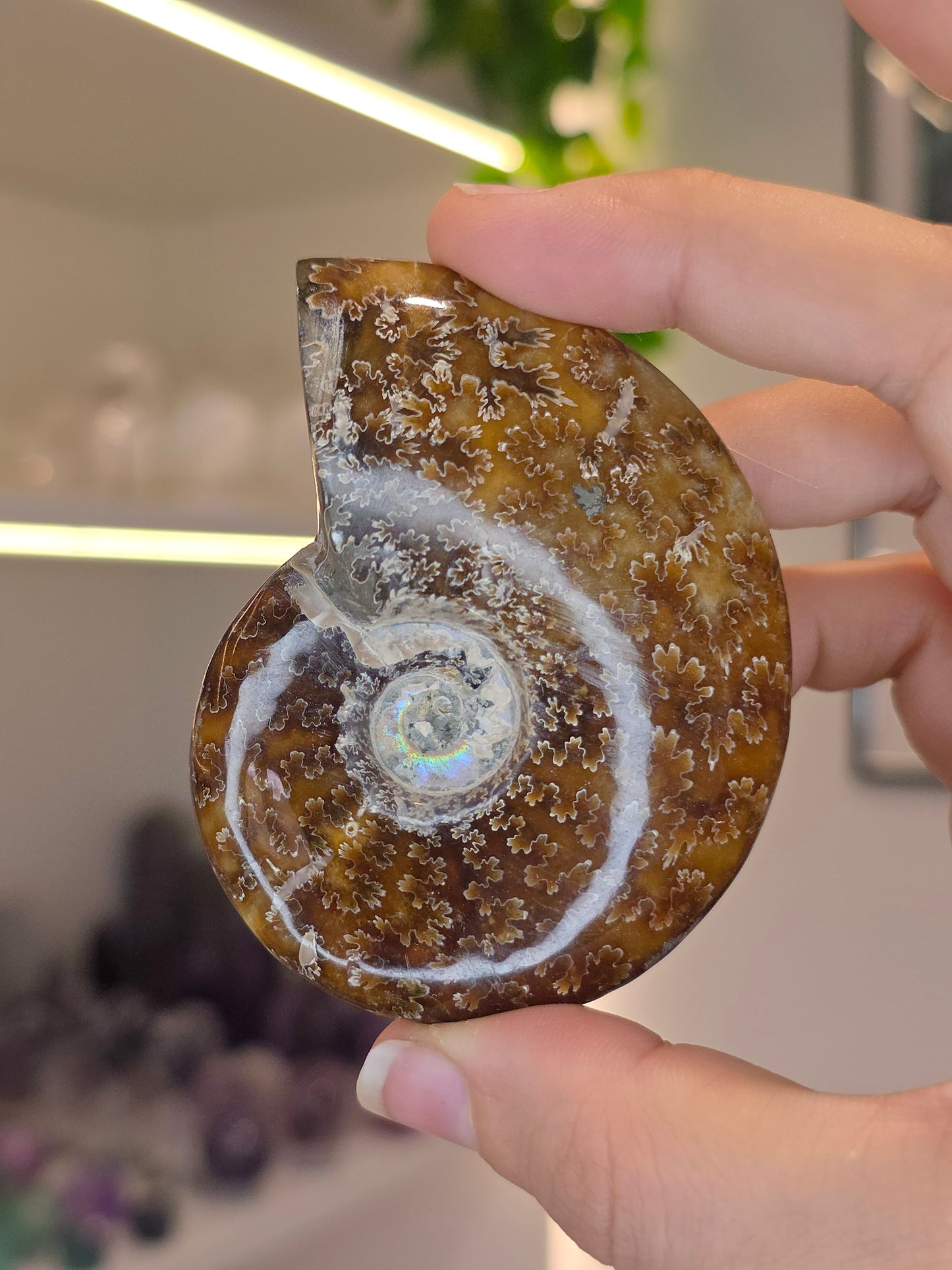 Special Complete Moroccan Ammonite with Pyrite Inclusion (C)