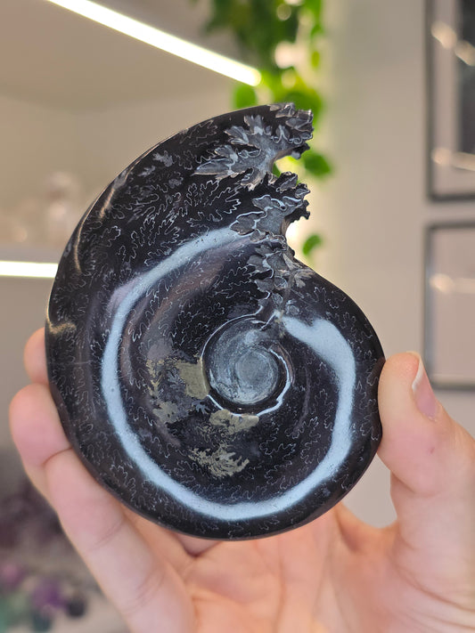 Special Complete Black Moroccan Ammonite with Pyrite Inclusion (E)