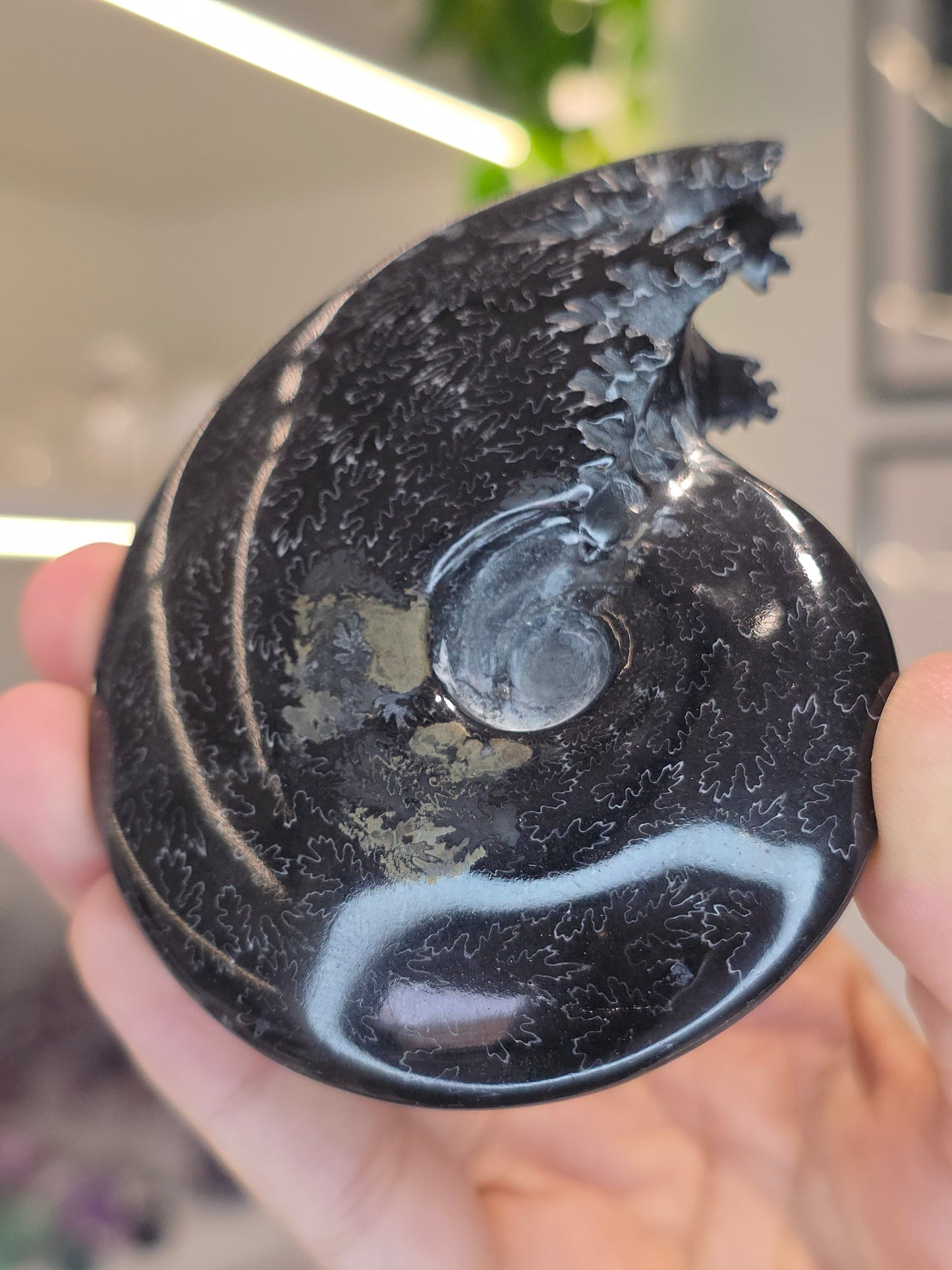 Special Complete Black Moroccan Ammonite with Pyrite Inclusion (E)