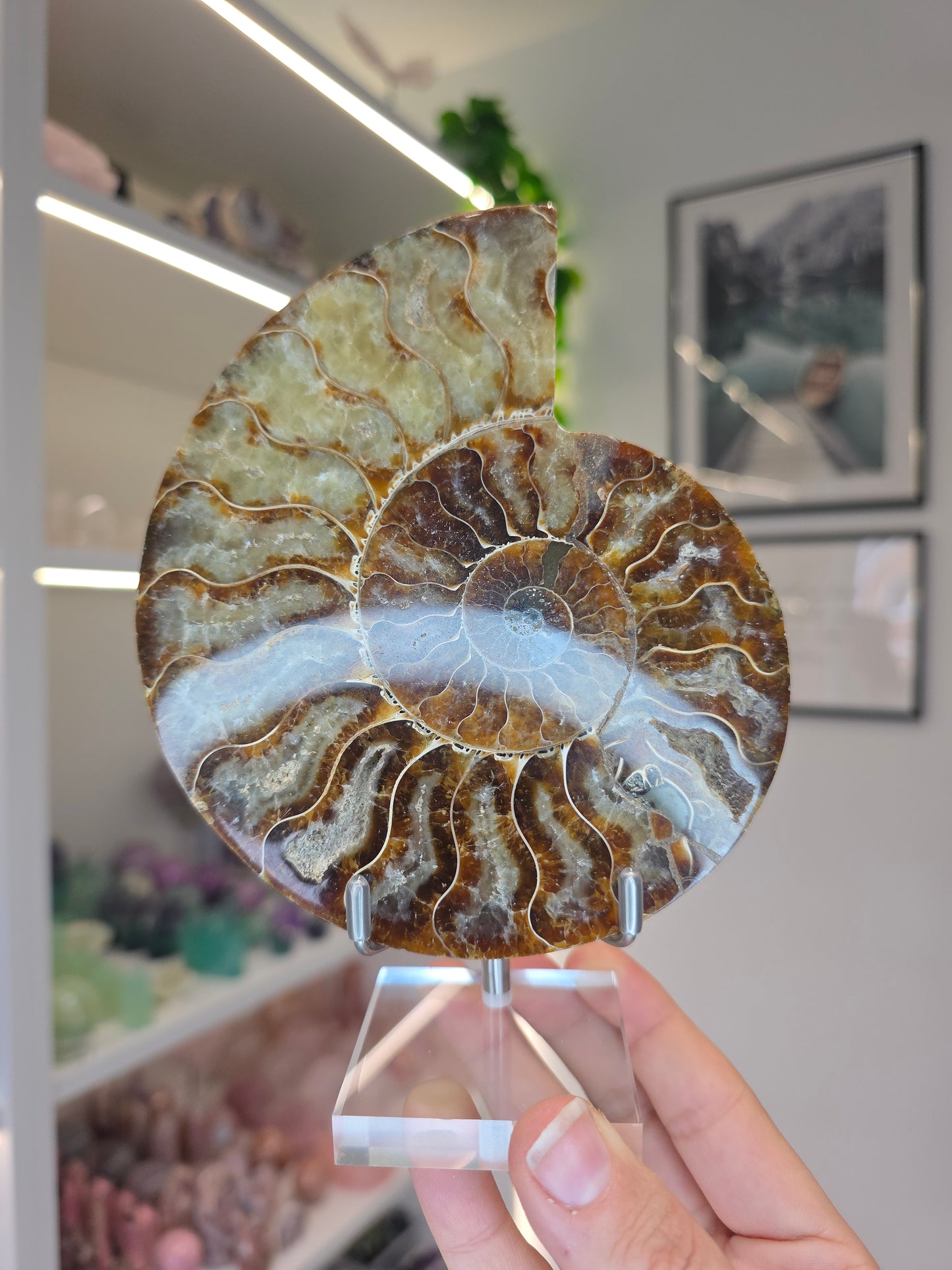 Large Ammonite Half on Stand (A)