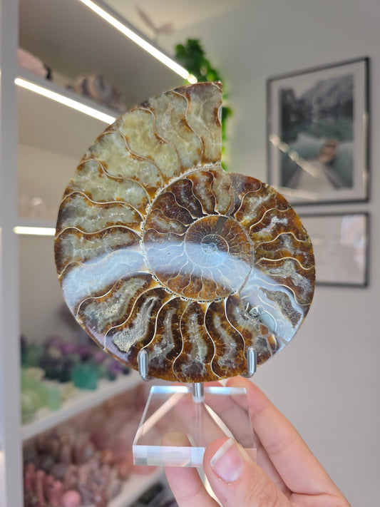 Large Ammonite Half on Stand (A)