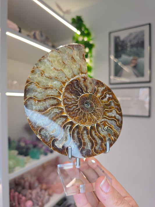 Large Ammonite Half on Stand (A)