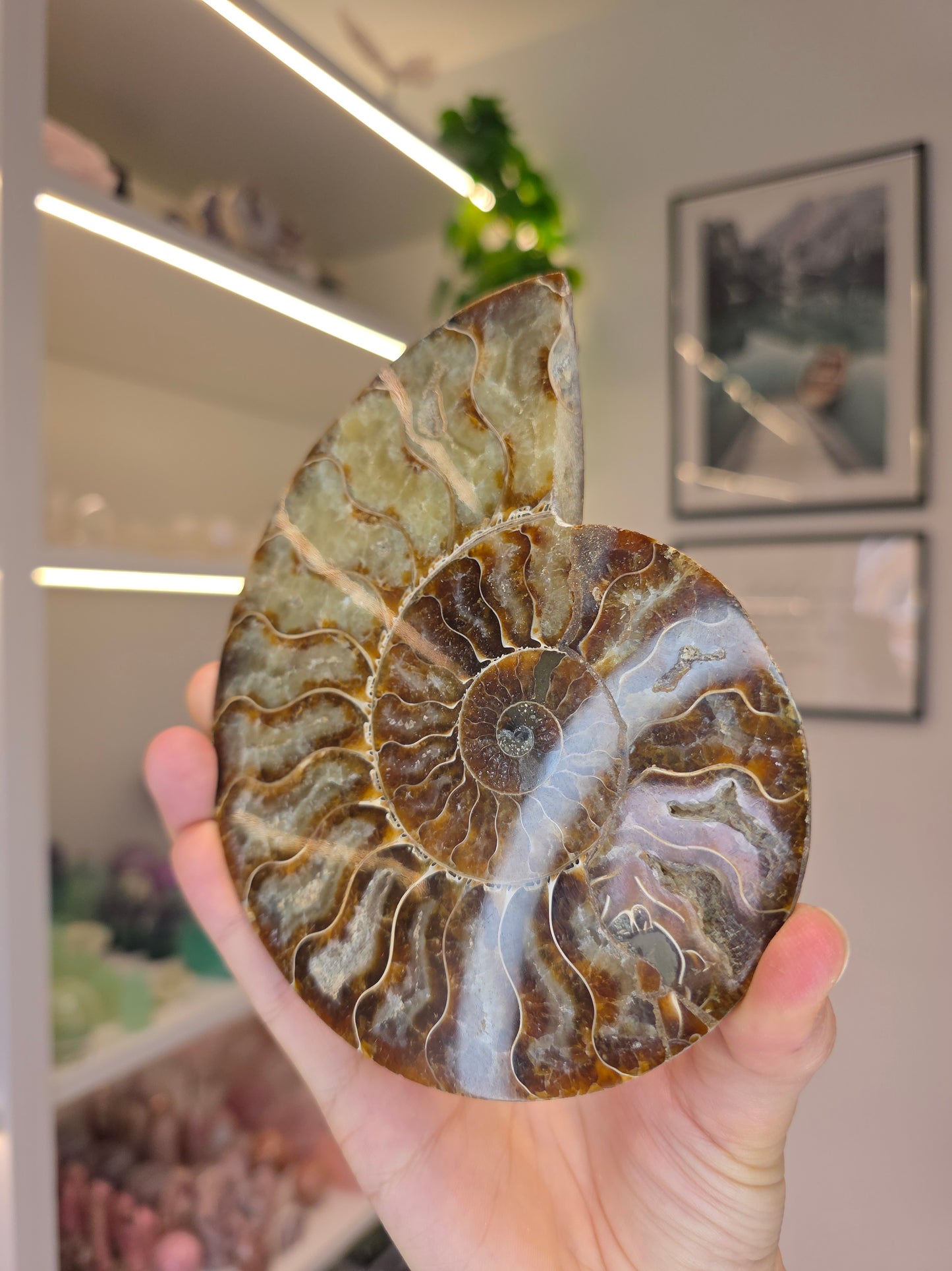 Large Ammonite Half on Stand (A)