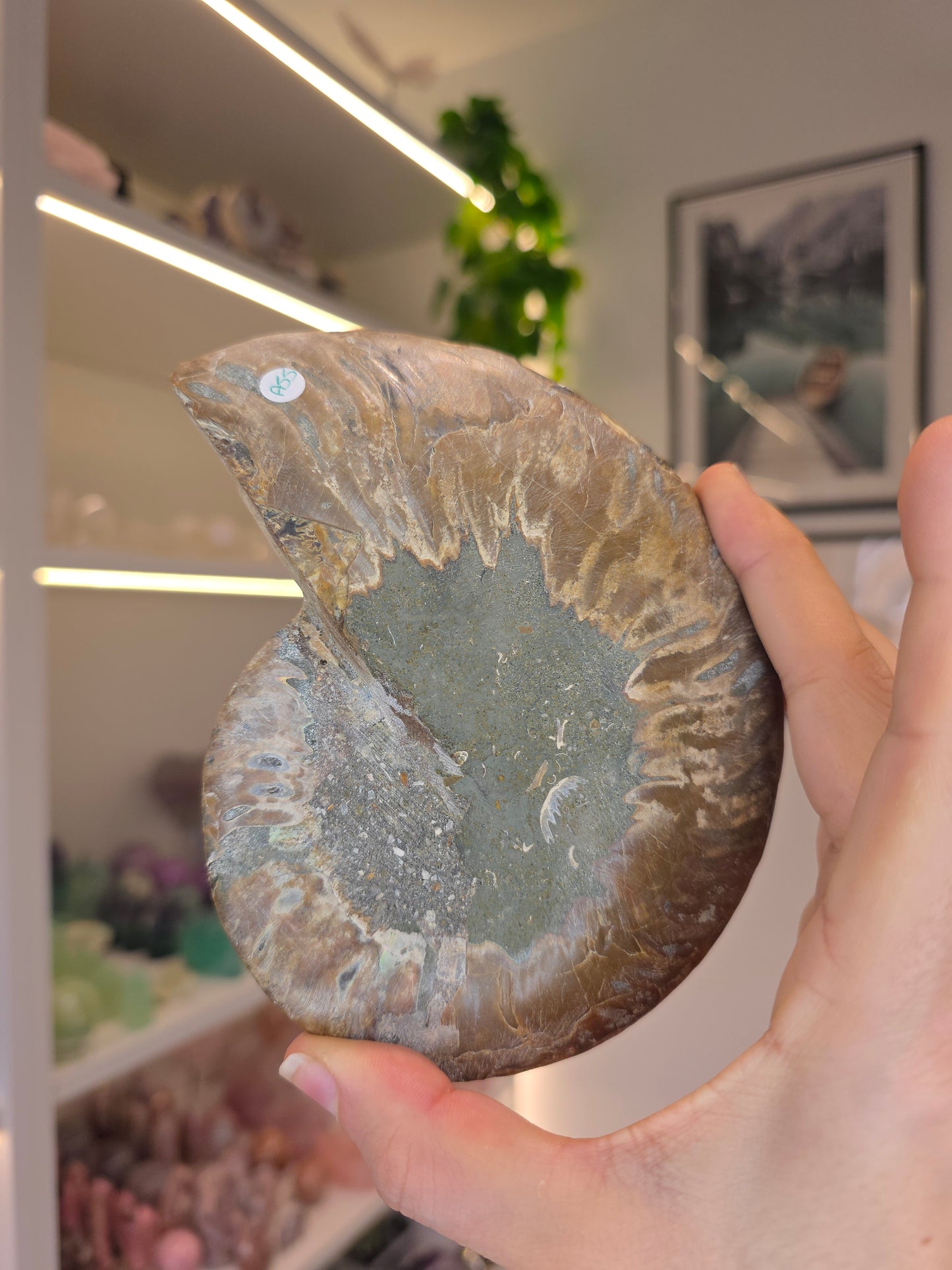 Large Ammonite Half on Stand (A)