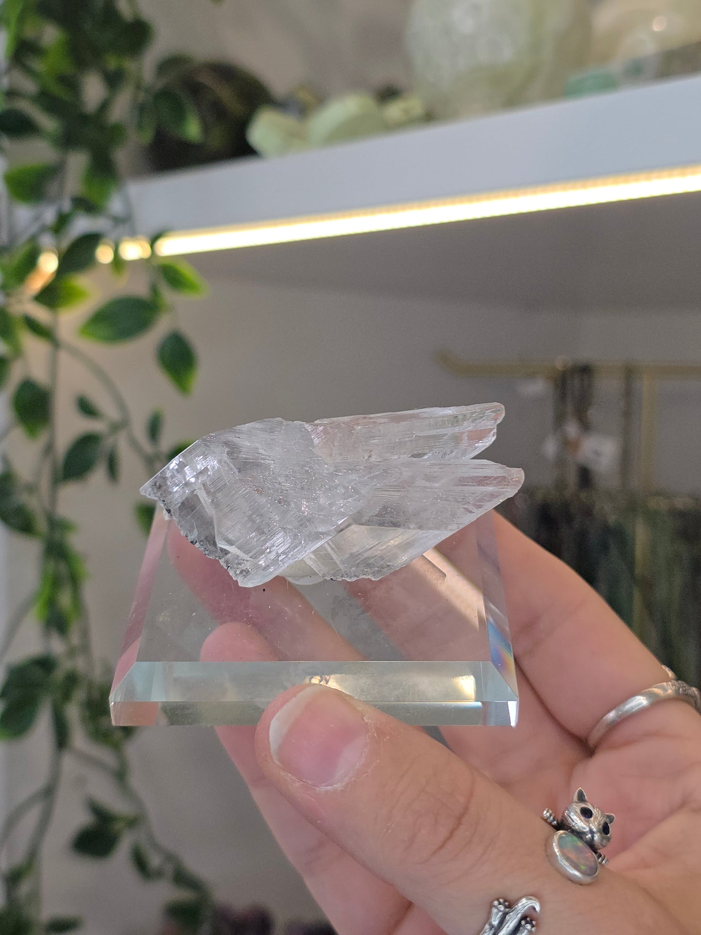 Naica Selenite Specimen from the world famous Naica Mine, Chihuahua, Mexico D