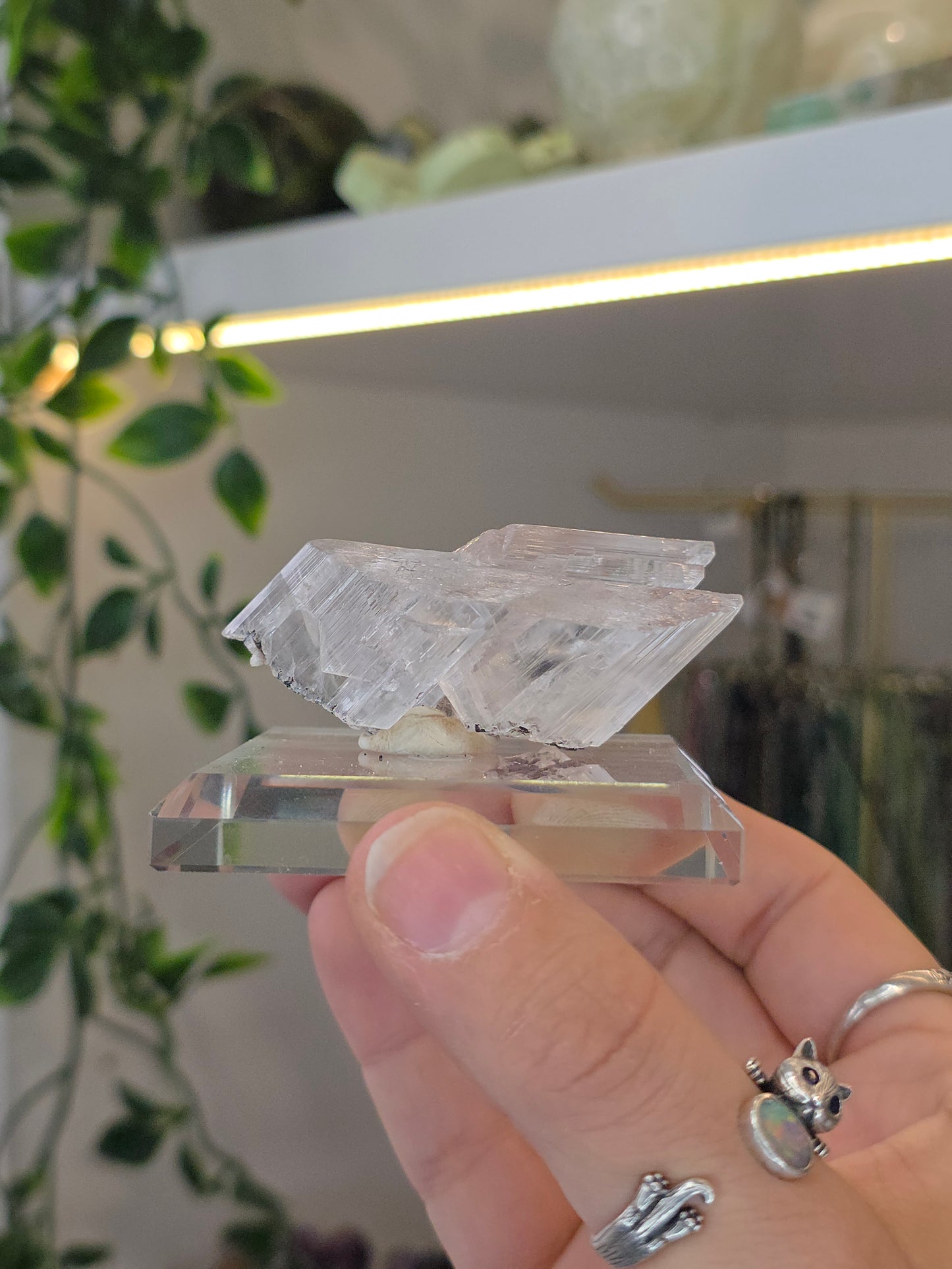 Naica Selenite Specimen from the world famous Naica Mine, Chihuahua, Mexico D