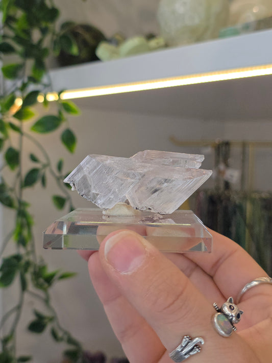 Naica Selenite Specimen from the world famous Naica Mine, Chihuahua, Mexico D