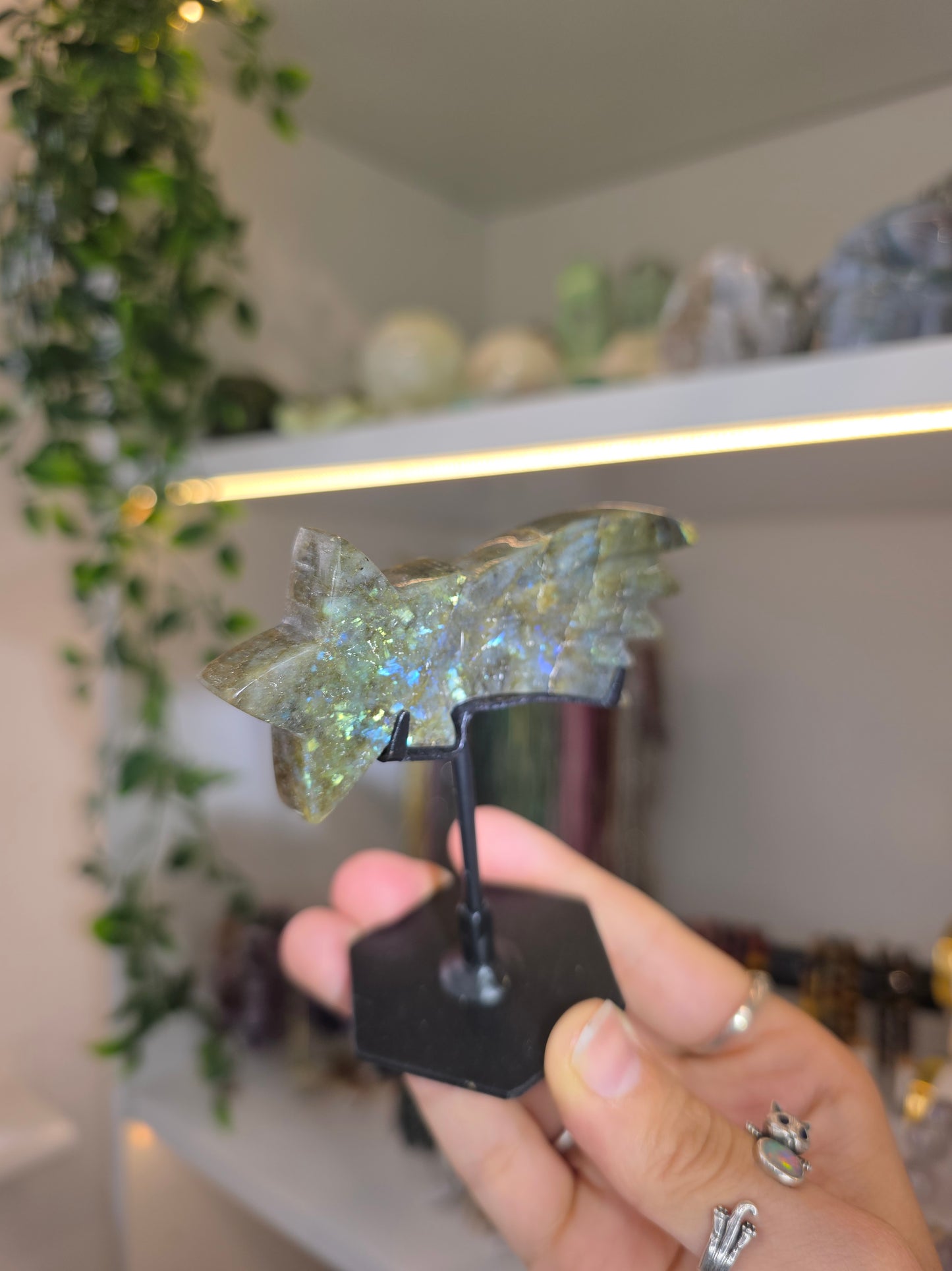 Various Madagascan Labradorite Shooting Stars on Custom Stands