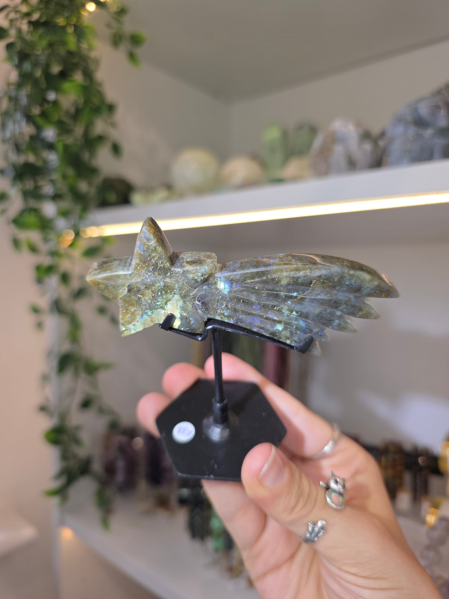 Various Madagascan Labradorite Shooting Stars on Custom Stands