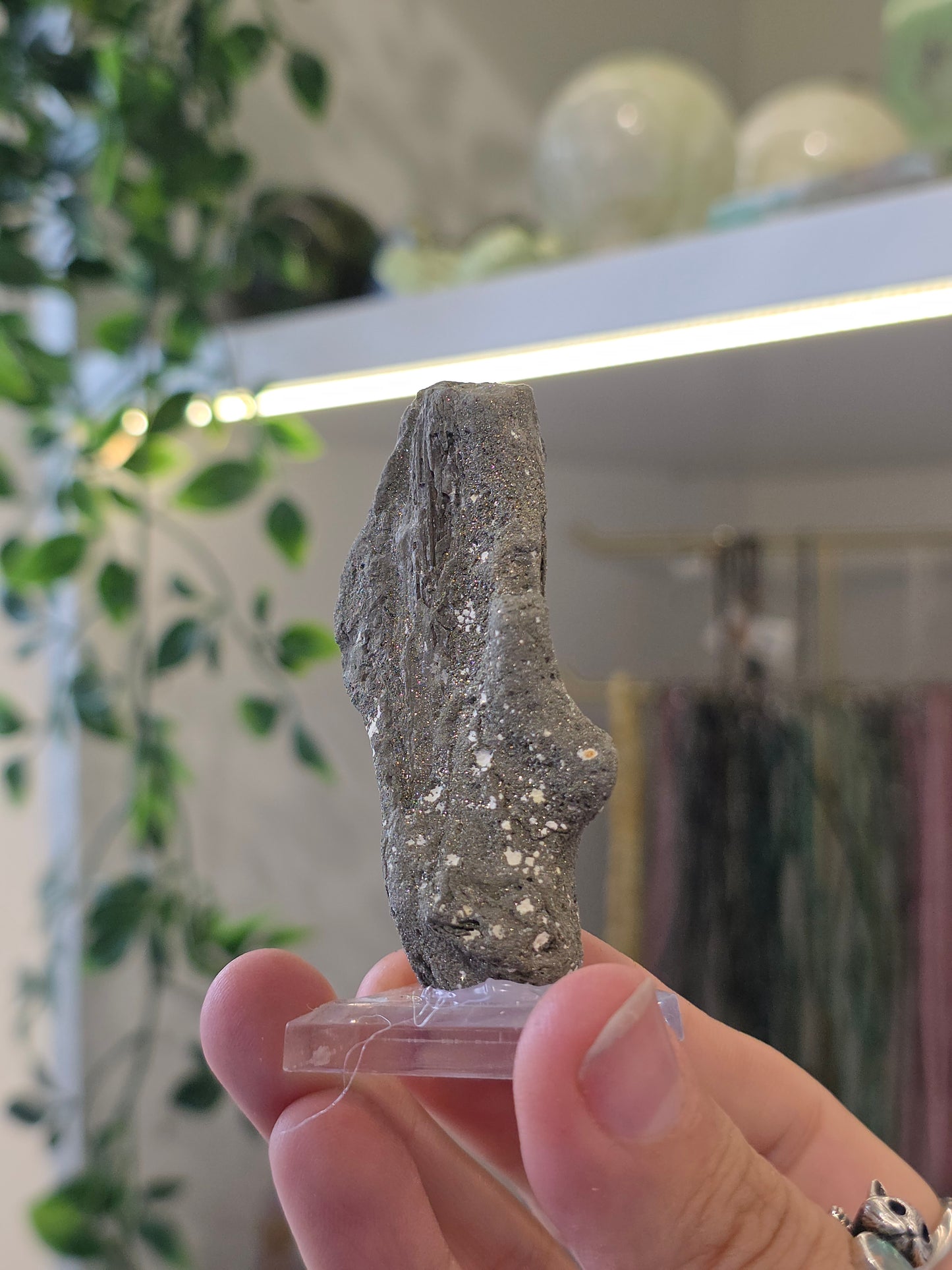 Pyritised Petrified Wood Specimen from Indonesia - A