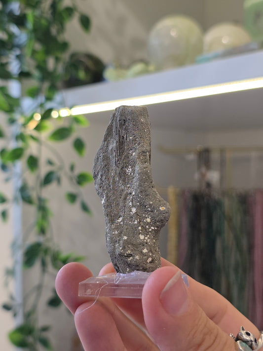 Pyritised Petrified Wood Specimen from Indonesia - A