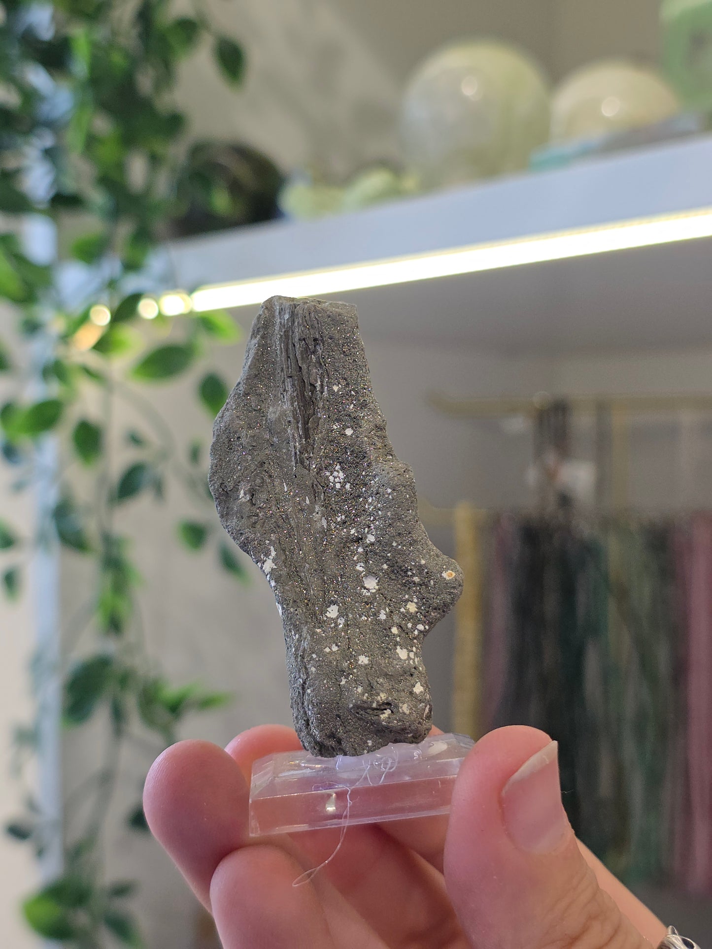Pyritised Petrified Wood Specimen from Indonesia - A