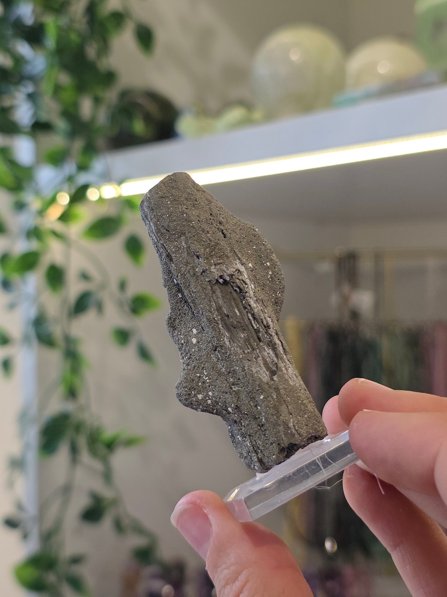Pyritised Petrified Wood Specimen from Indonesia - A