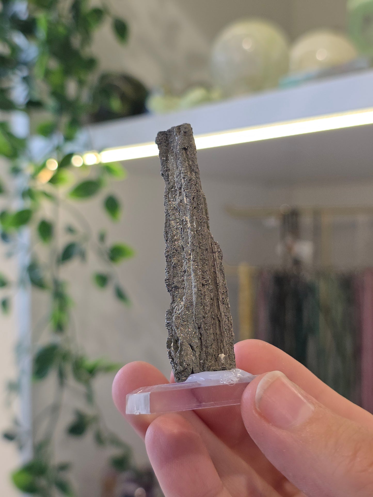 Pyritised Petrified Wood Specimen from Indonesia - I