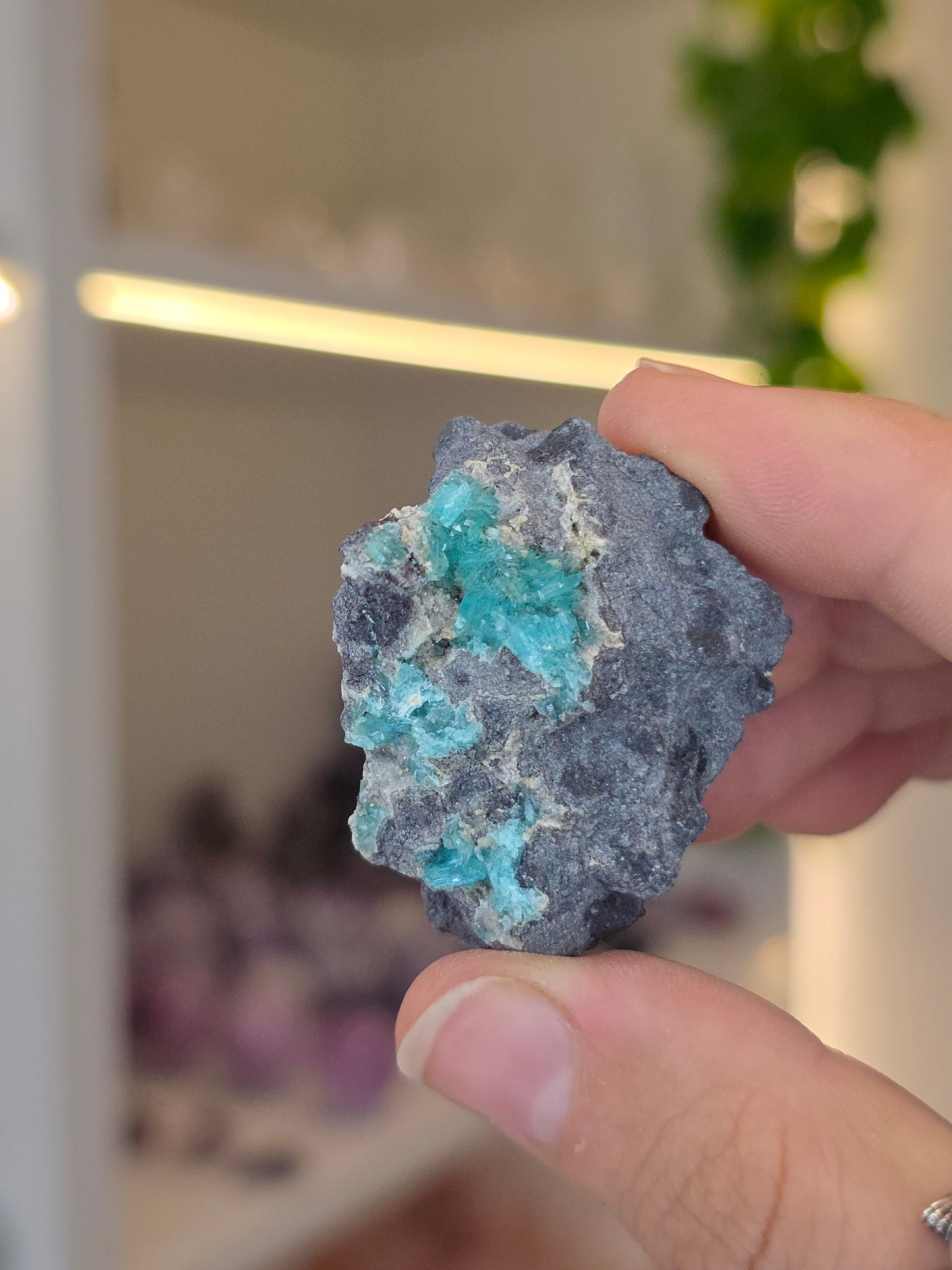 Higher Grade Borcarite with Vesuvianite from the Del Rey Mine, Charcas, San Luis Potosi, Mexico