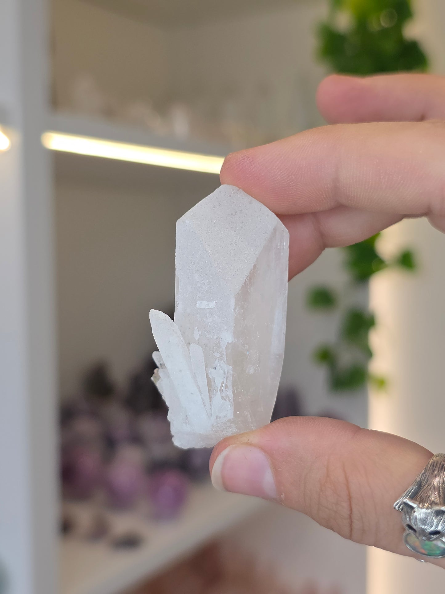 Danburites (some with Calcite) from the Aurora Mine, Charcas, San Luis Potosi, Mexico