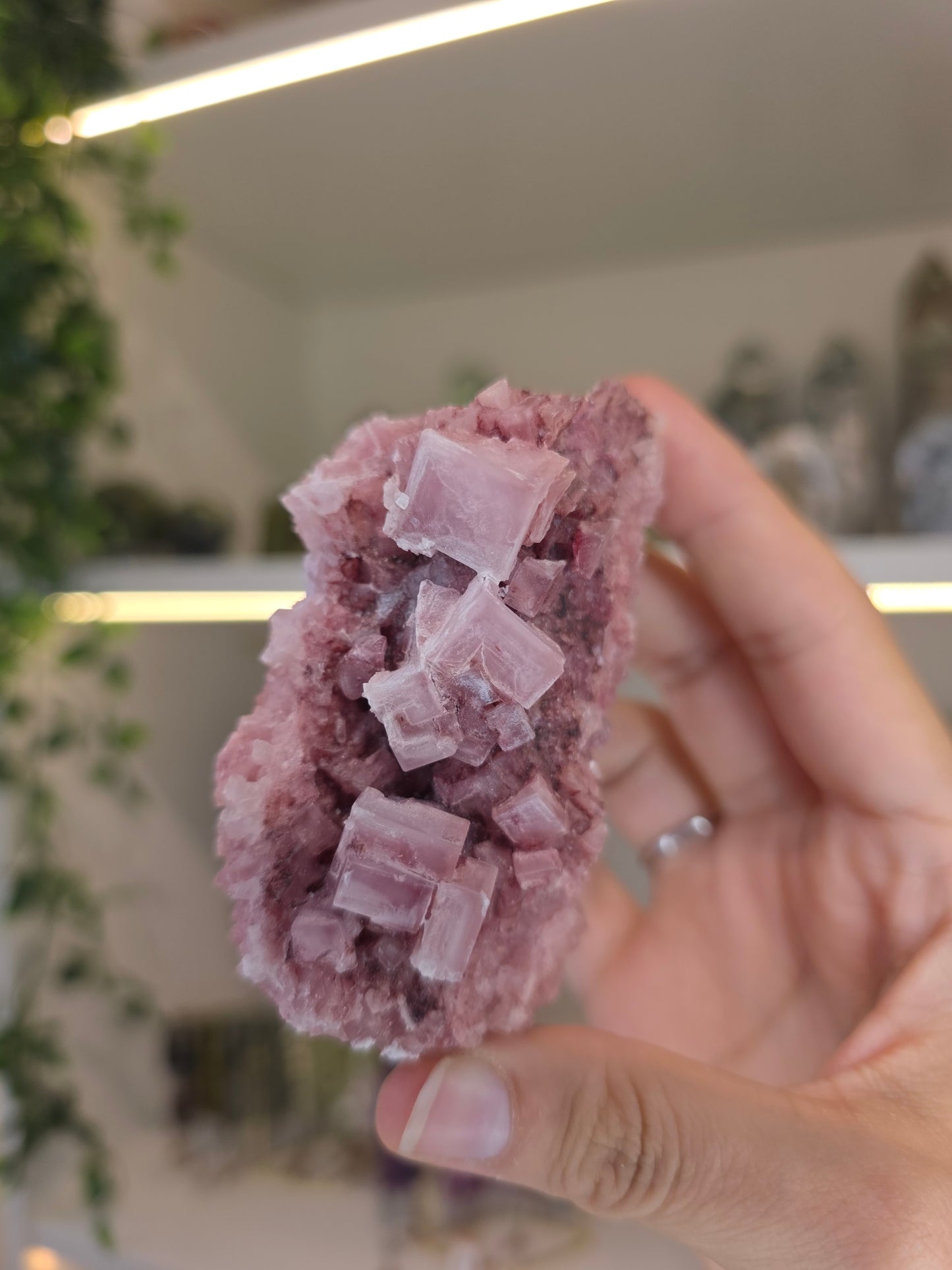 Raspberry Halite from Searles Lake, California - H