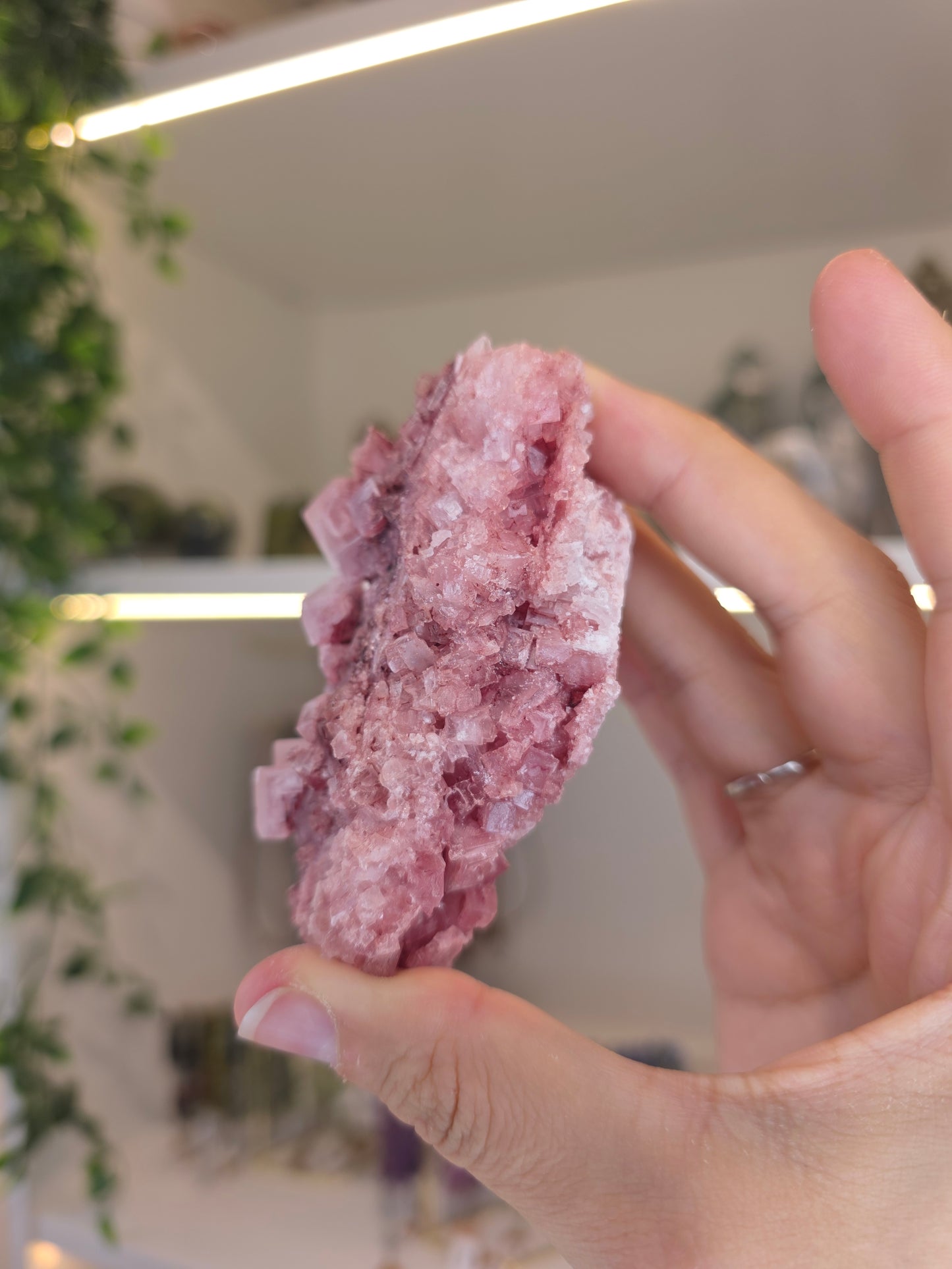 Raspberry Halite from Searles Lake, California - H