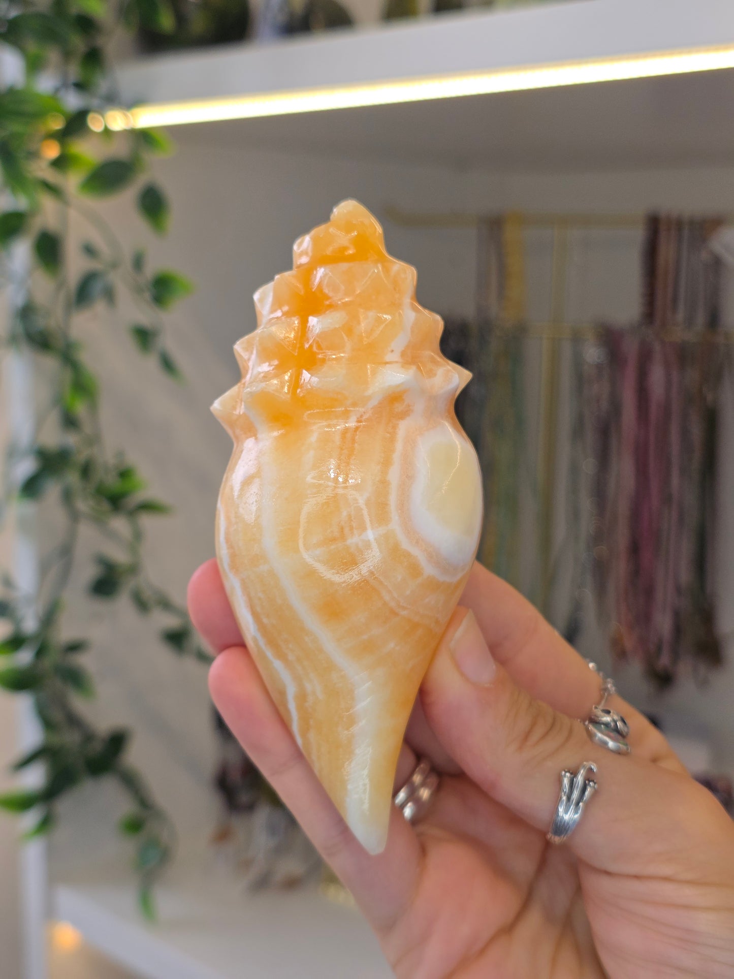 Mexican Onyx Calcite Carved Conch Shells
