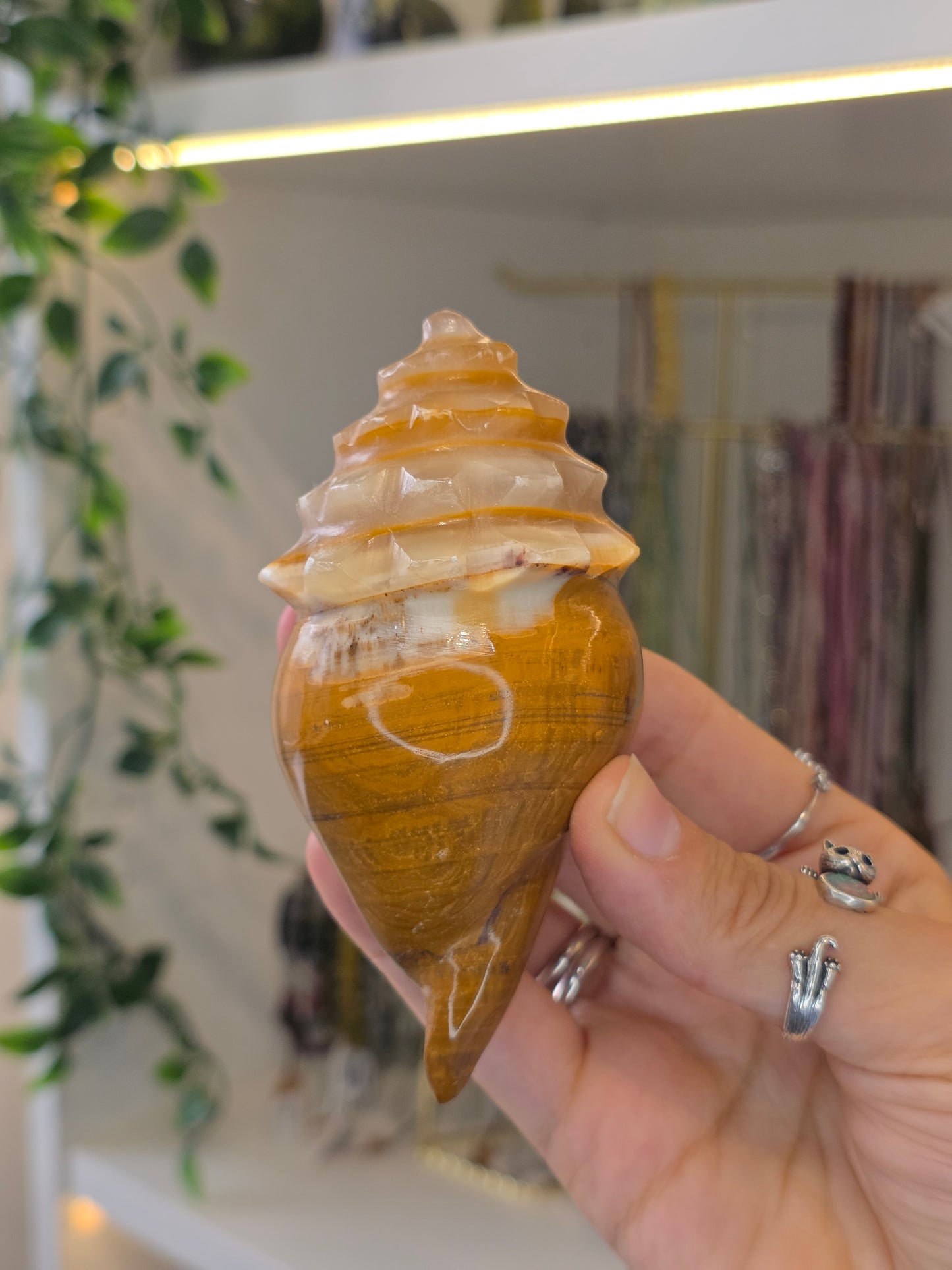 Mexican Onyx Calcite Carved Conch Shells