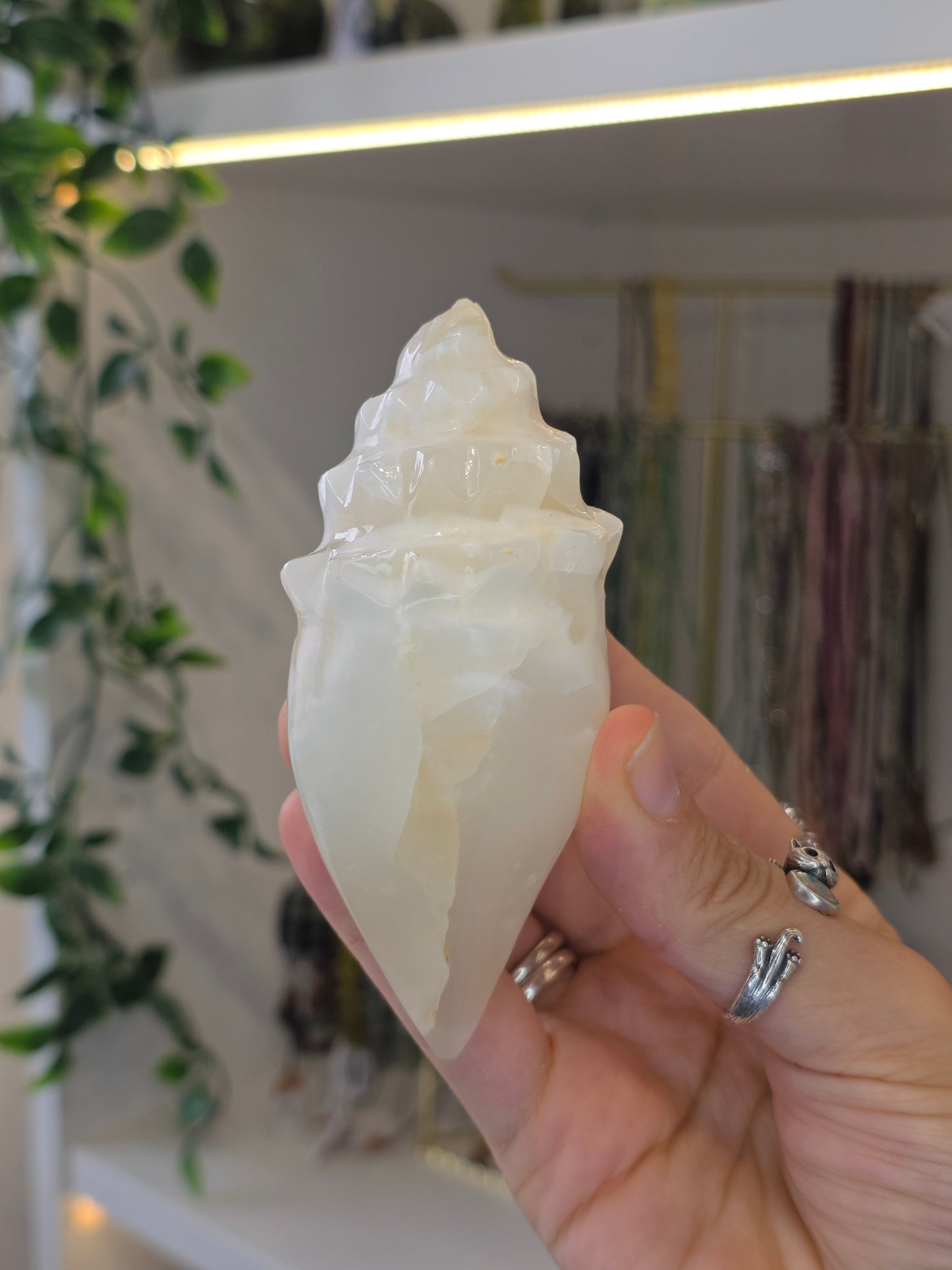 Mexican Onyx Calcite Carved Conch Shells