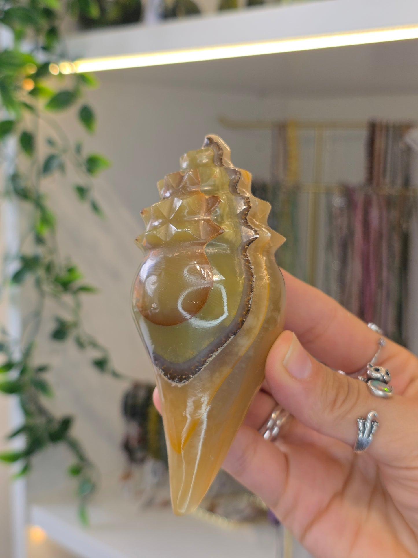 Mexican Onyx Calcite Carved Conch Shells