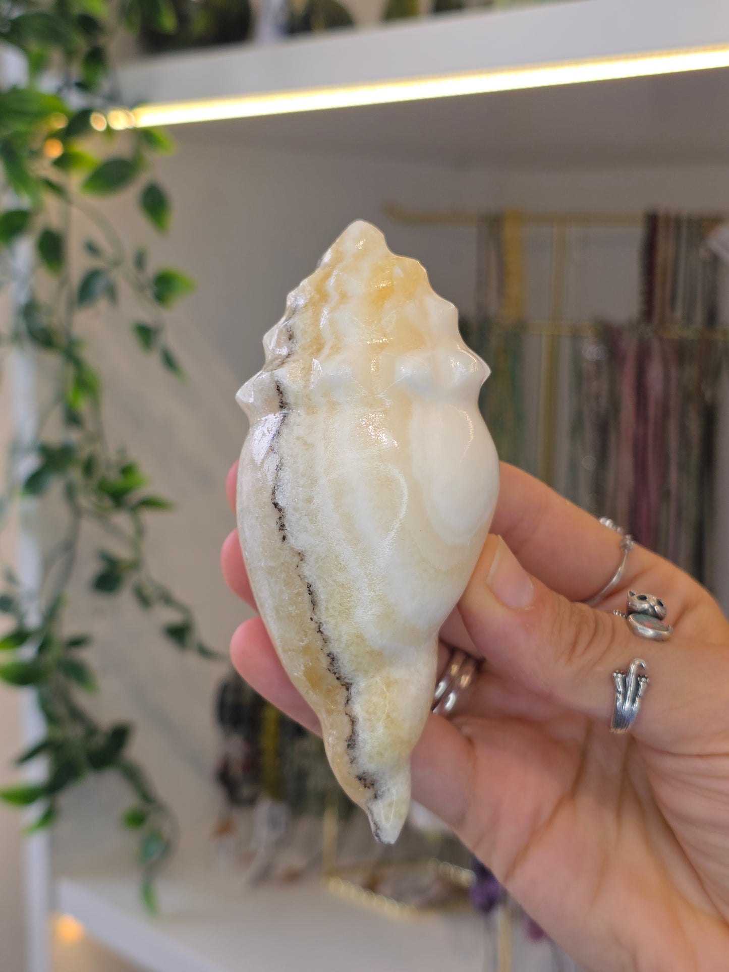Mexican Onyx Calcite Carved Conch Shells