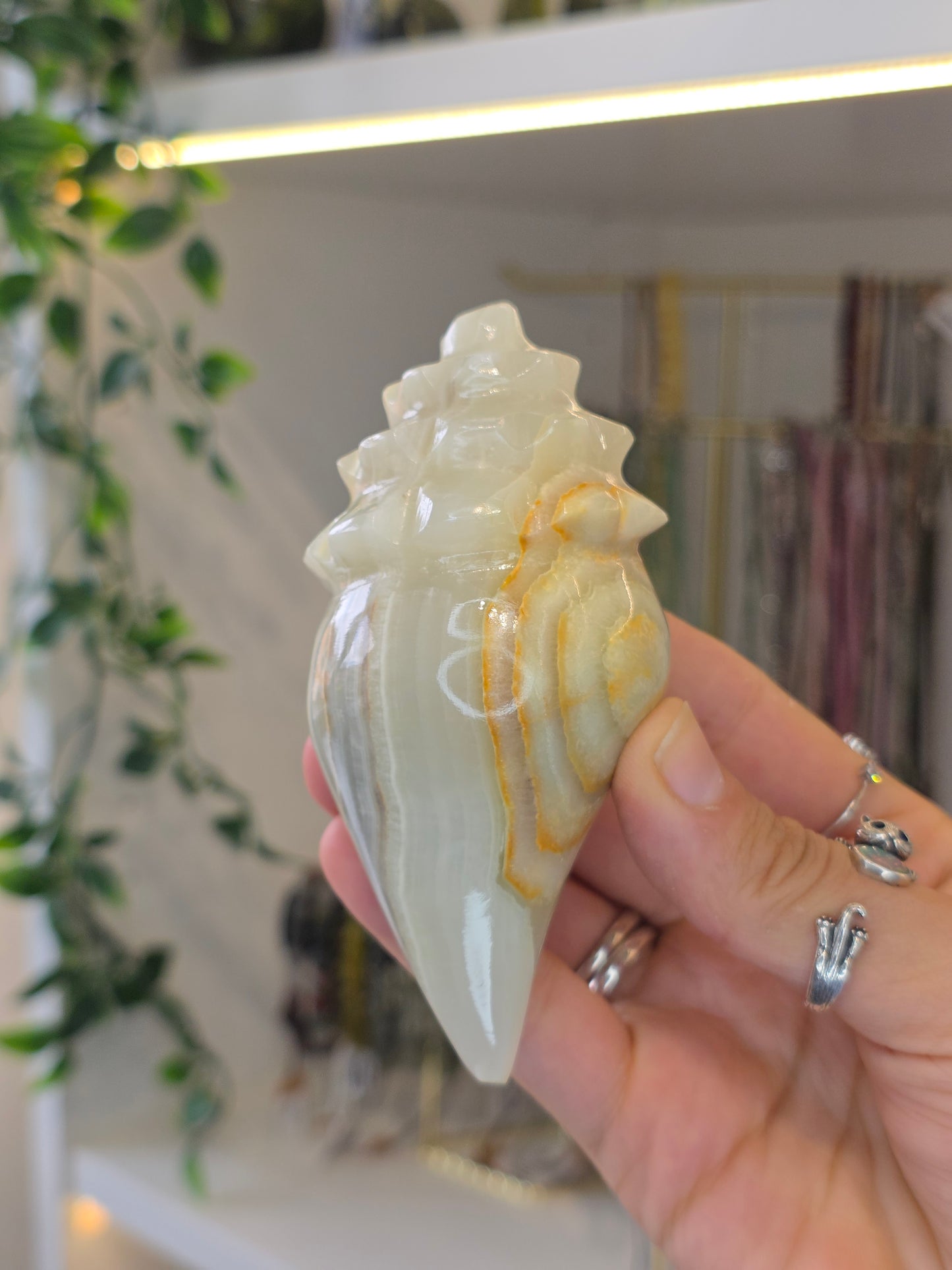 Mexican Onyx Calcite Carved Conch Shells