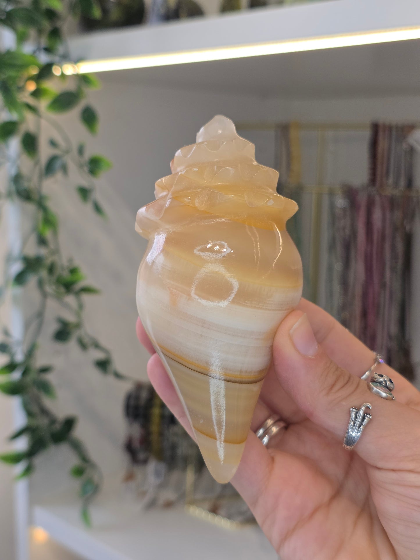 Mexican Onyx Calcite Carved Conch Shells