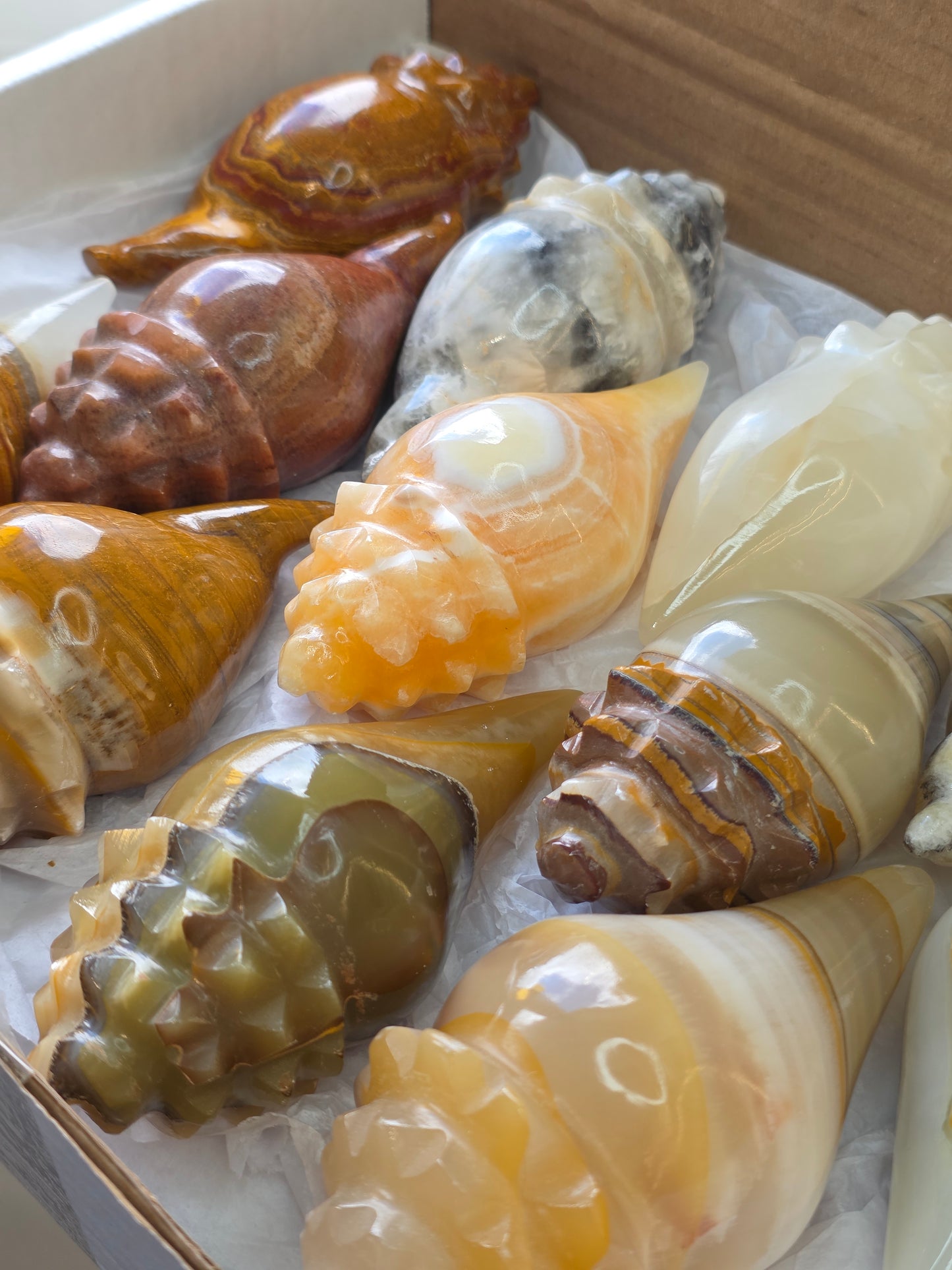 Mexican Onyx Calcite Carved Conch Shells
